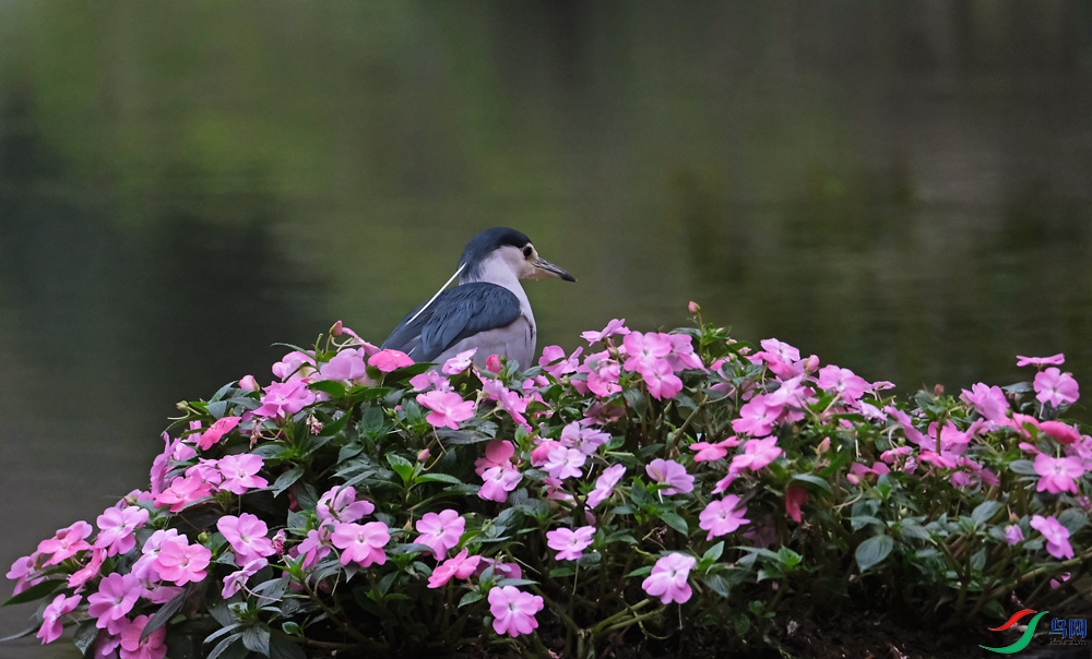 DSCF8243.1.jpg