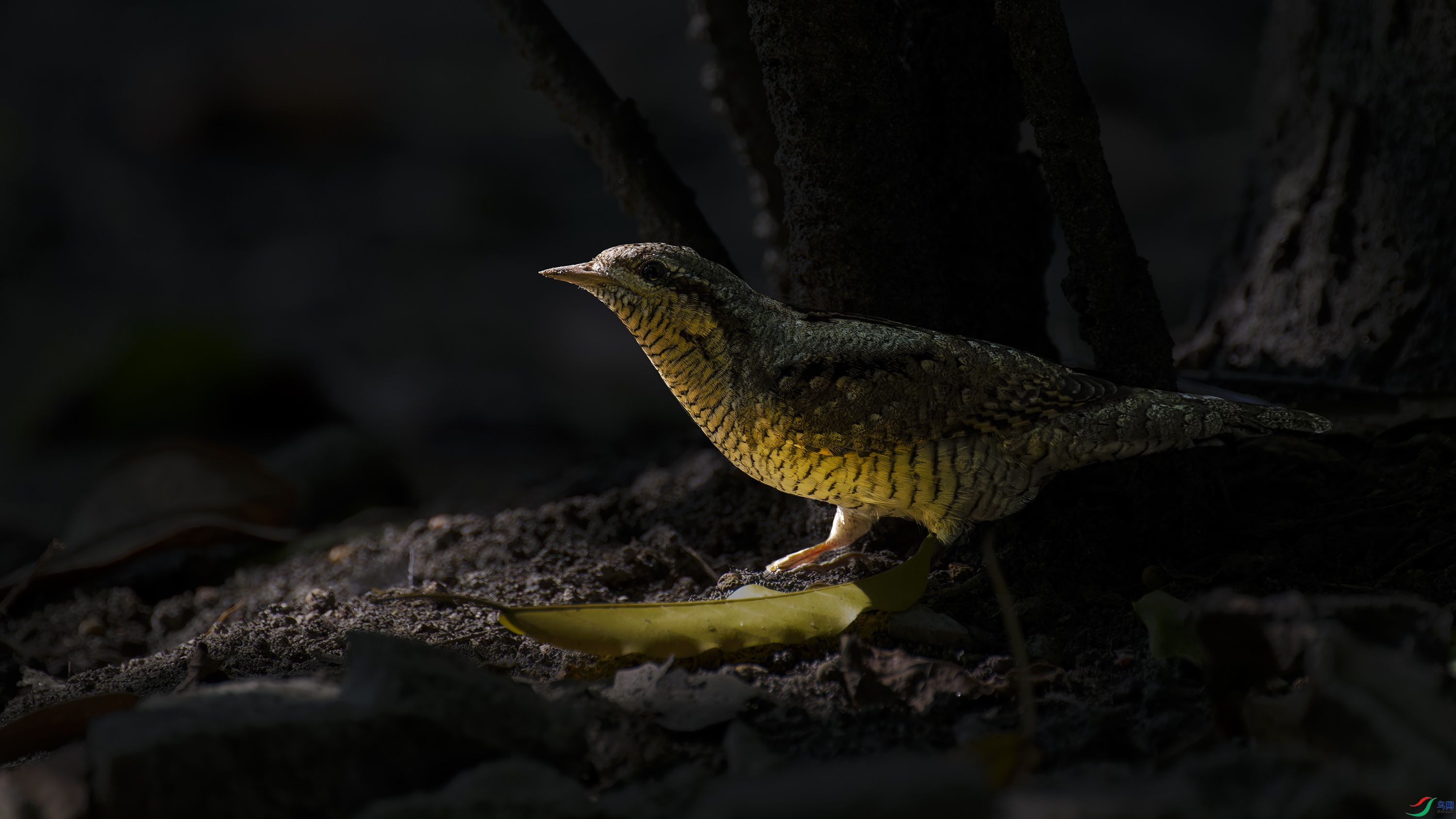 DSC_7813_DxO.jpg