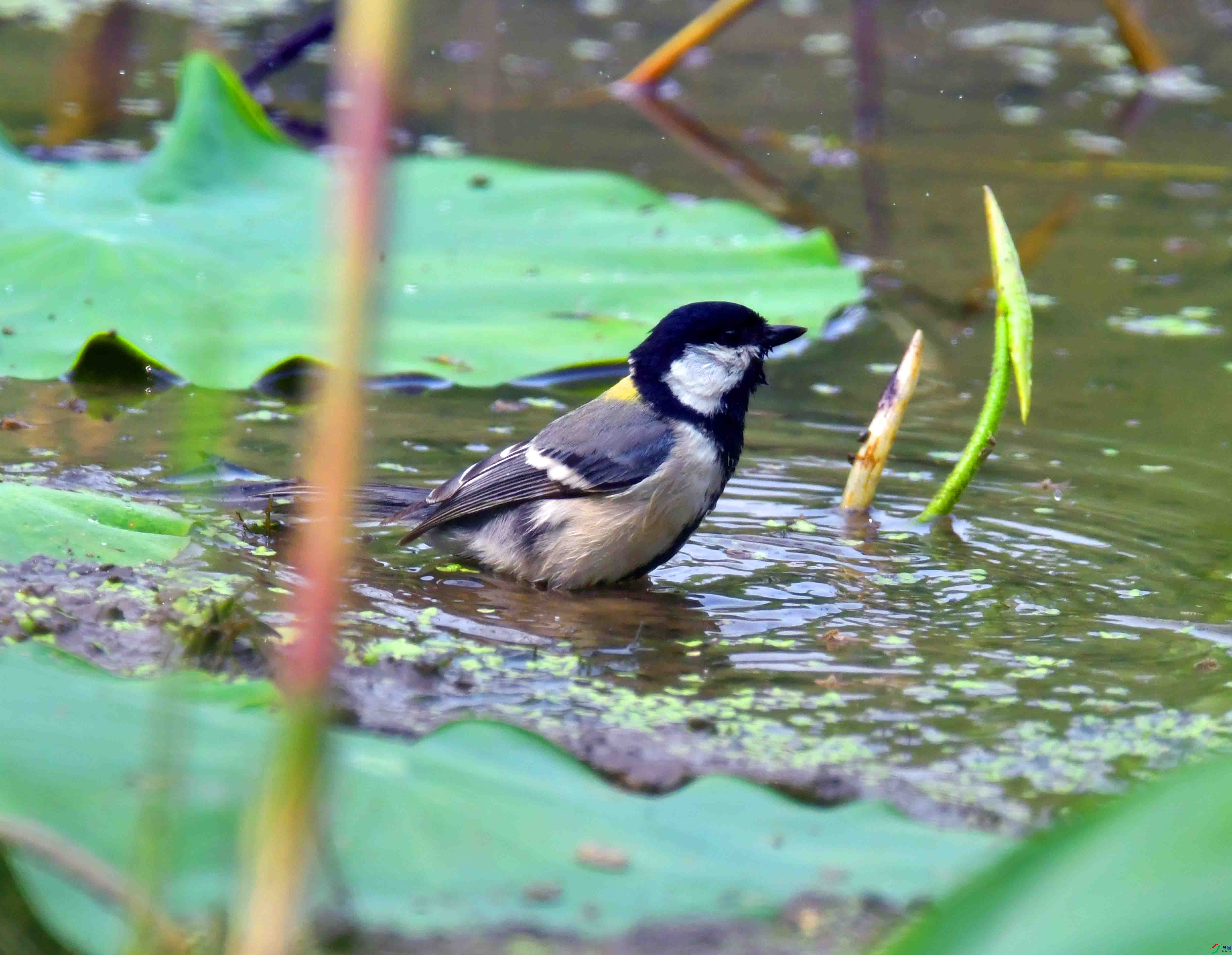 DSC_2367.JPG