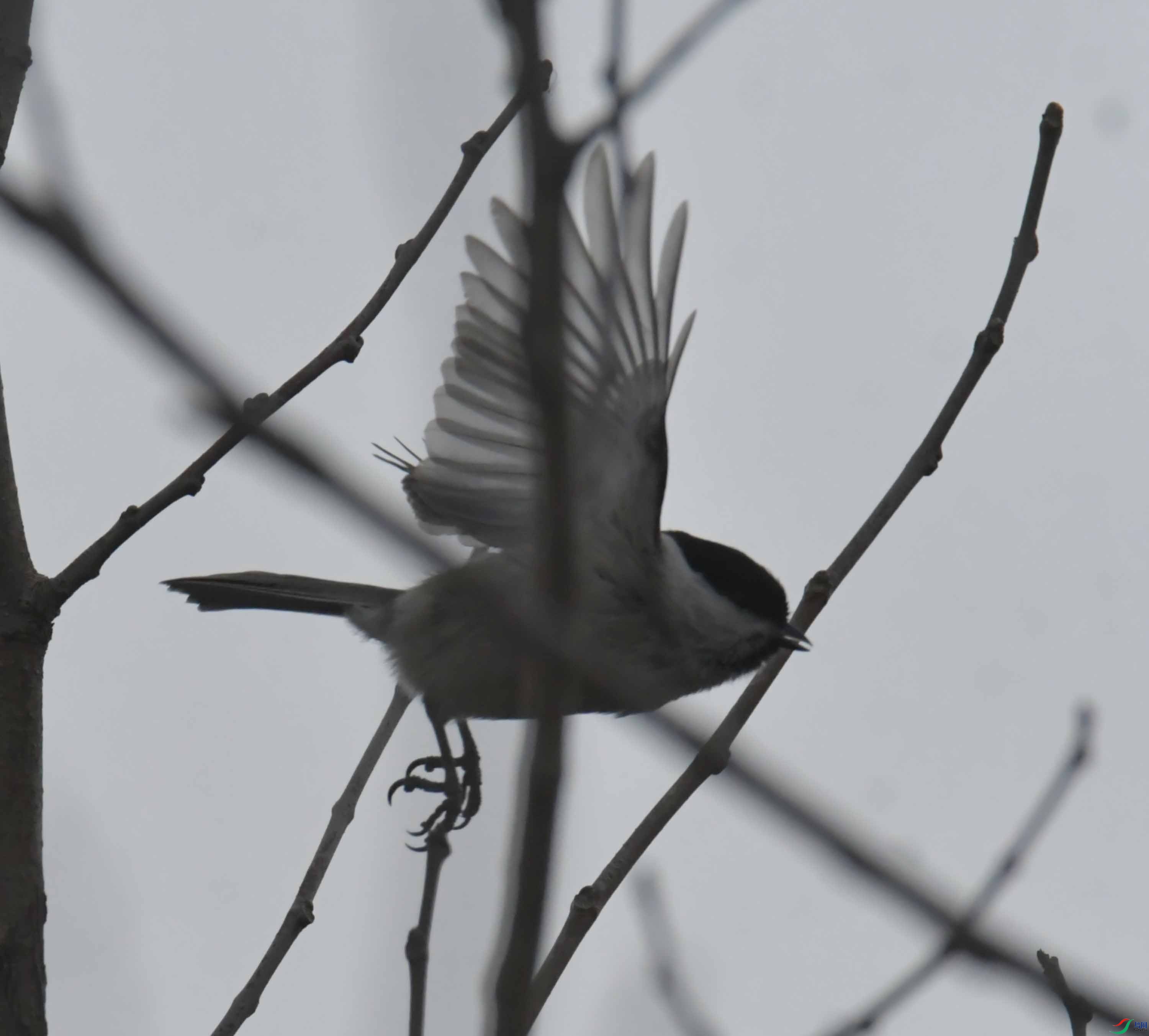 DSC_4470.JPG