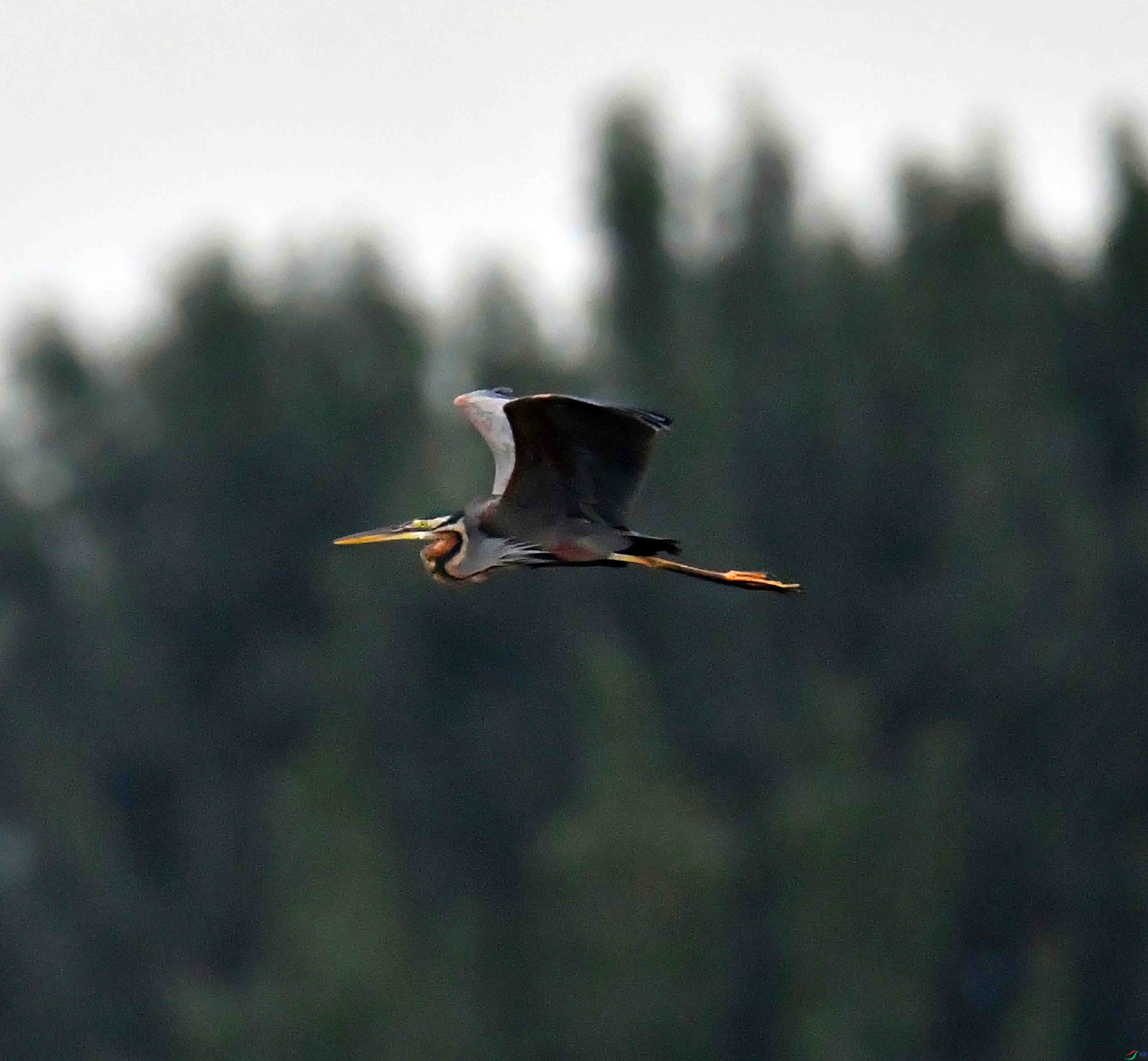 DSC_7467.JPG