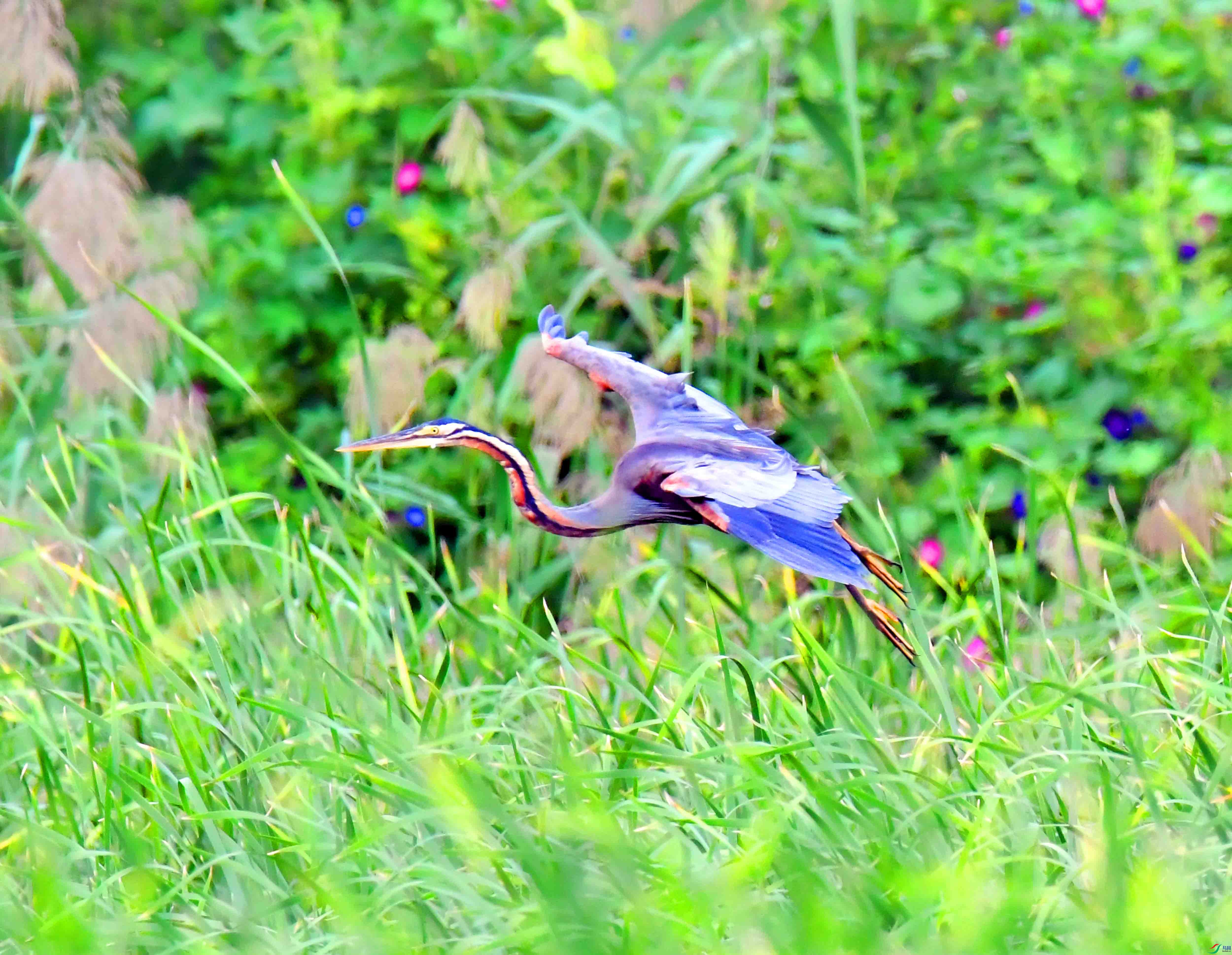 DSC_7884.JPG