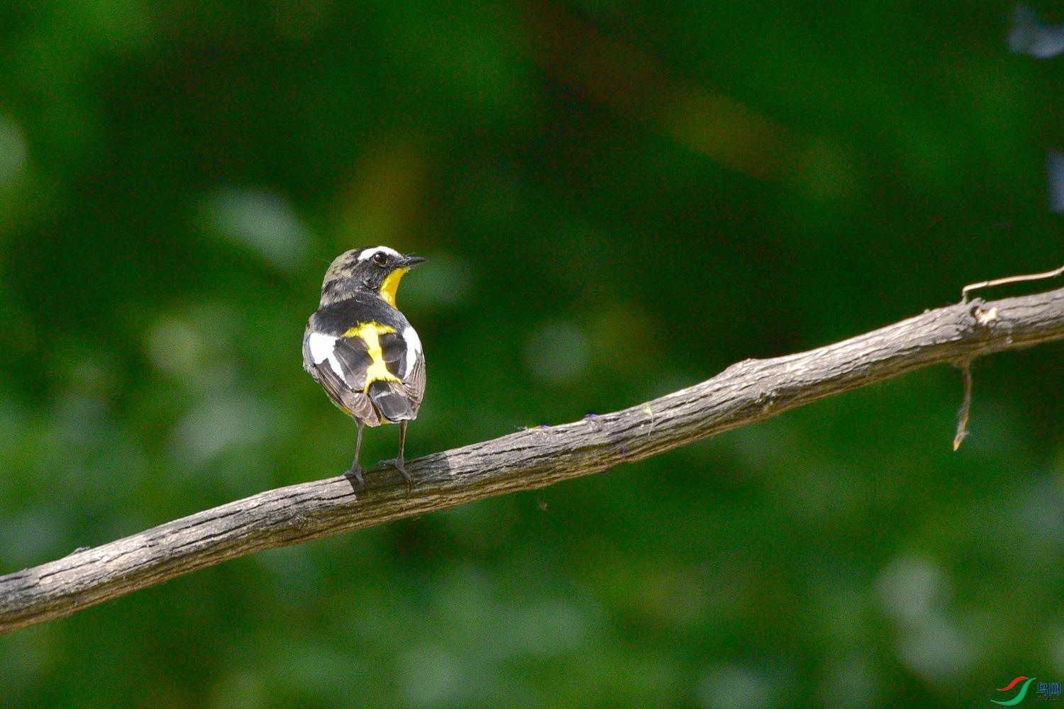 DSC_6011.JPG
