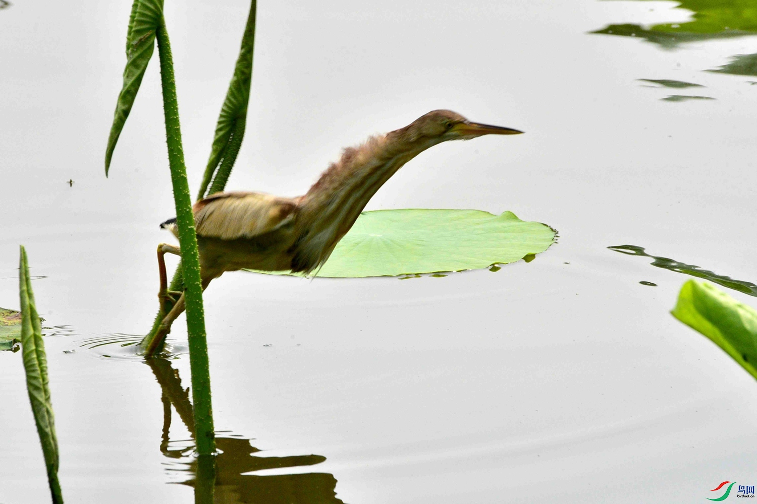 DSC_8731.jpg