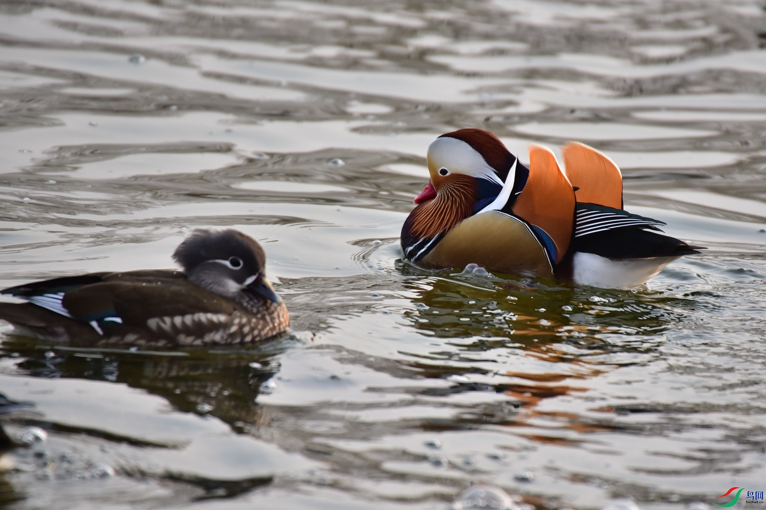 DSC_7225.JPG
