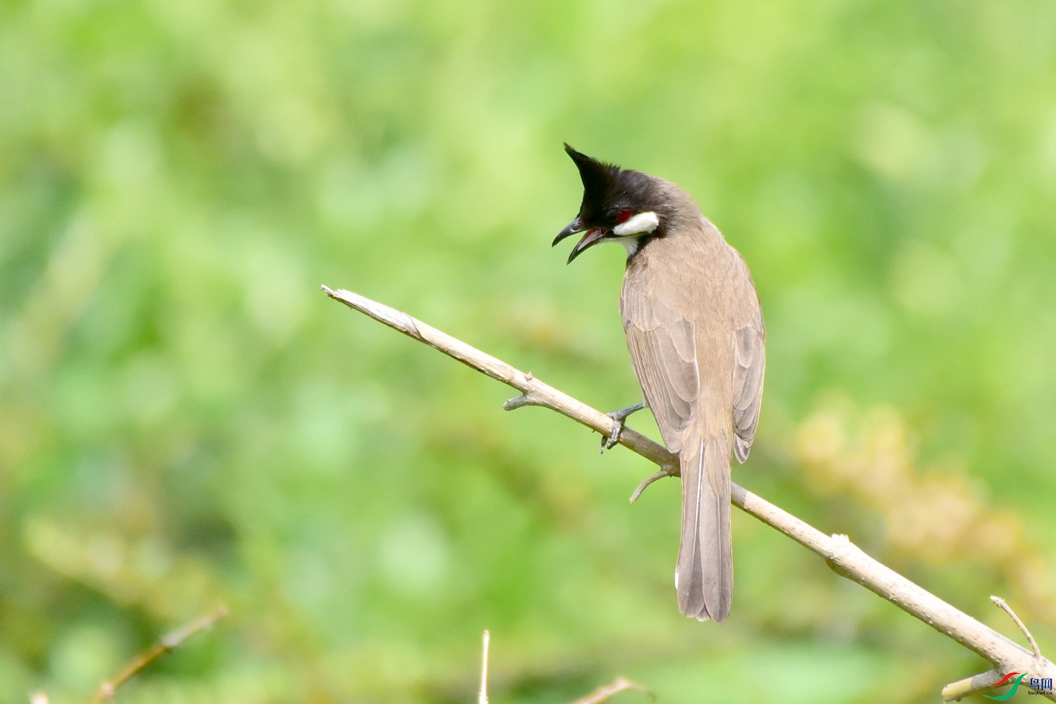 DSC_1812.JPG
