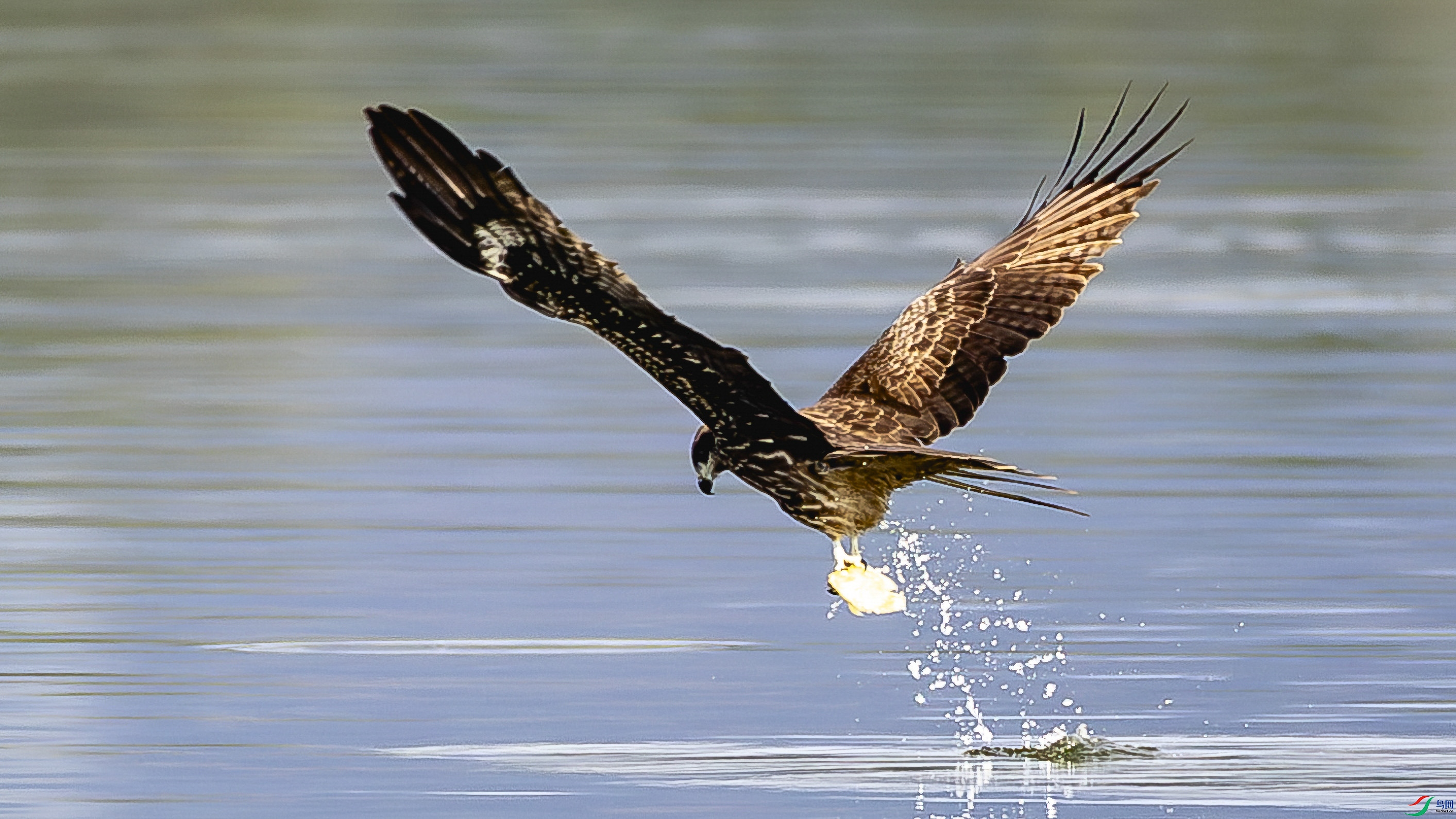 4F8A8515.jpg