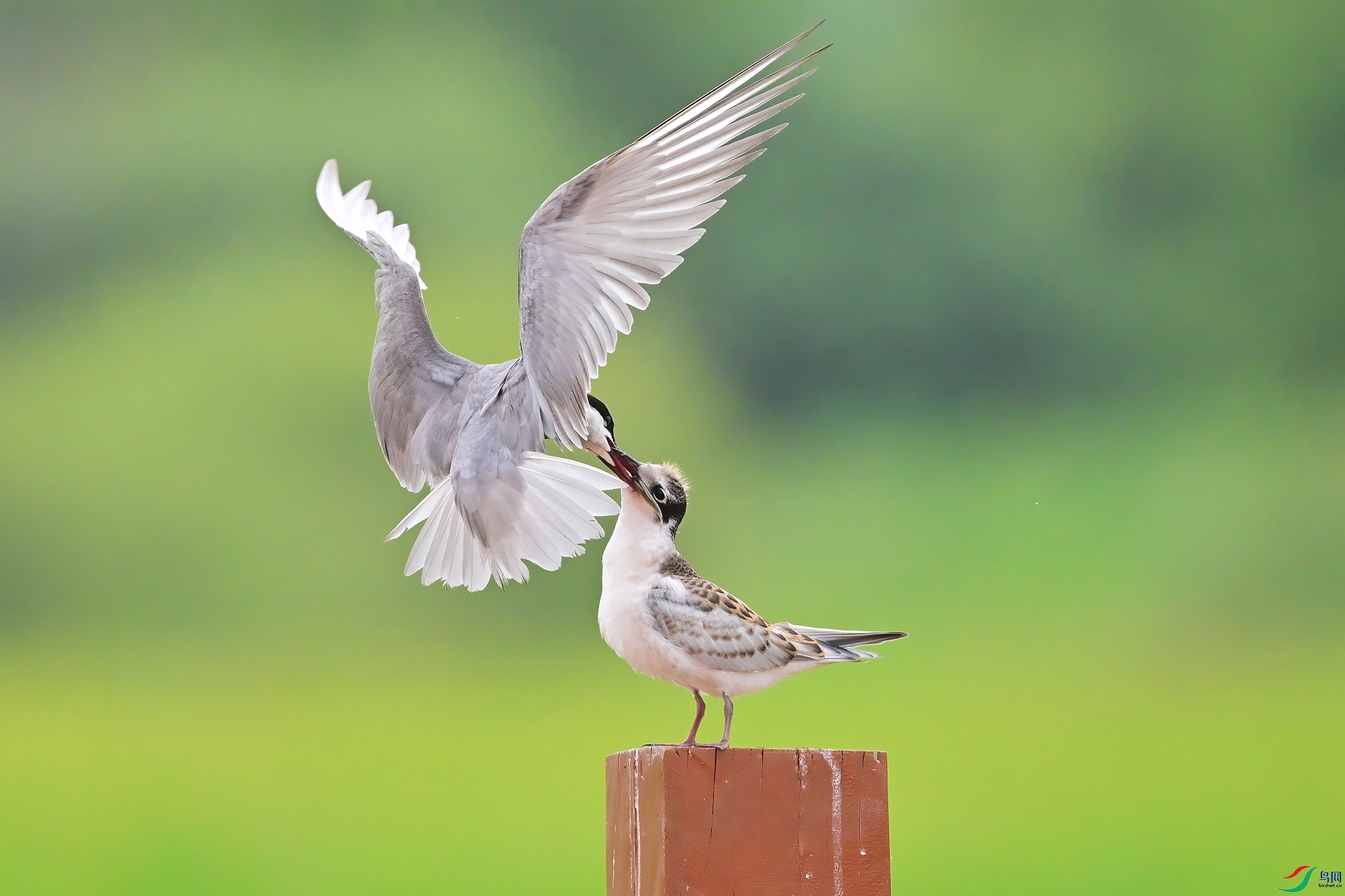 DSC_9385-V.jpg
