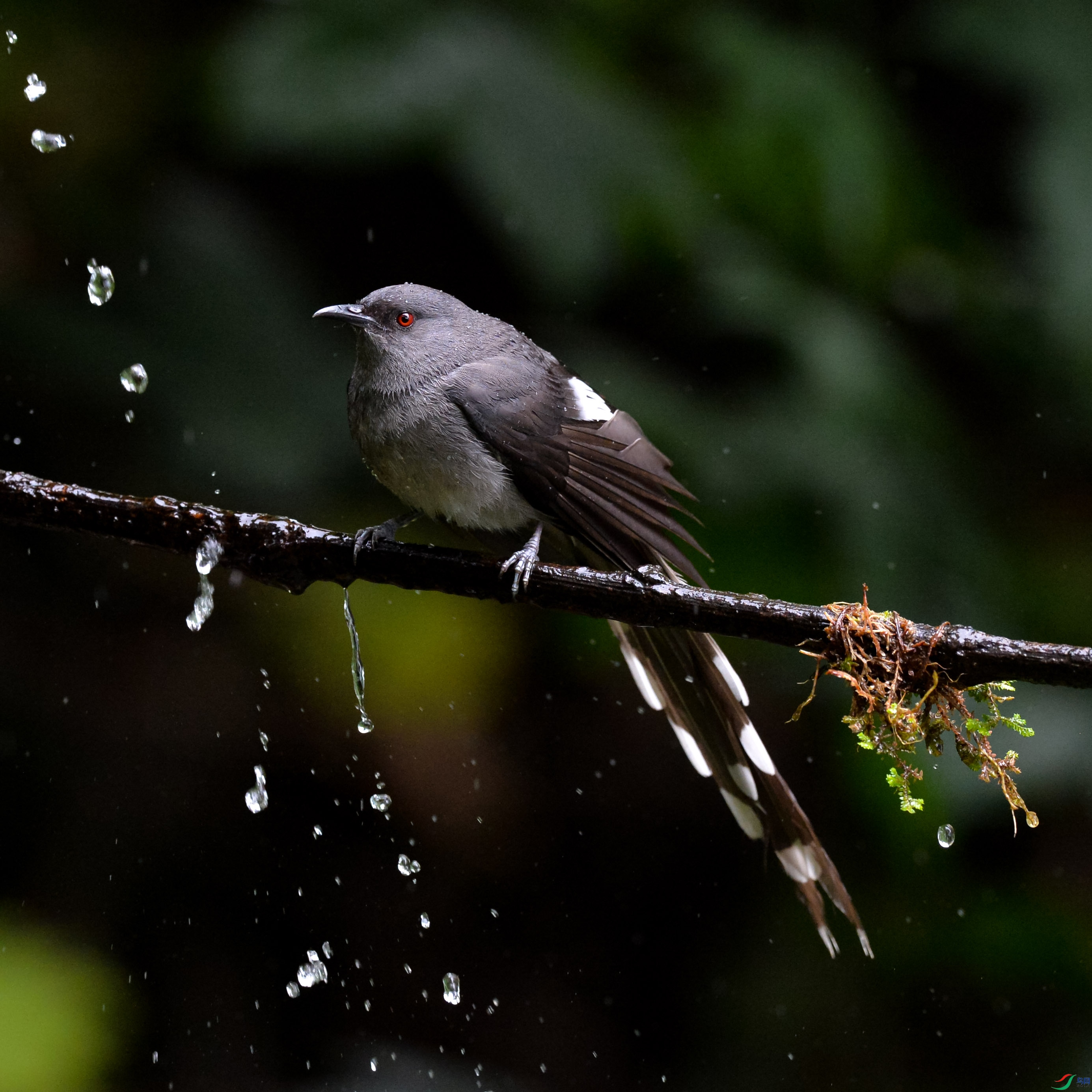 DSC_2725a.jpg