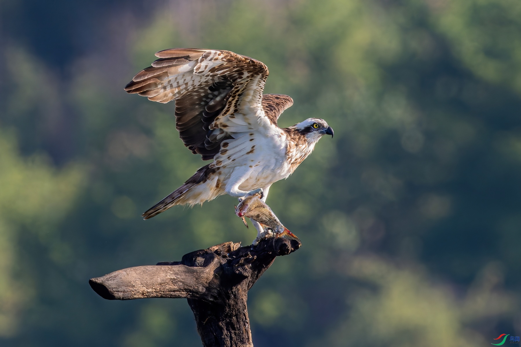 PA030770_DxO ����-DeNoiseAI-standard.jpg