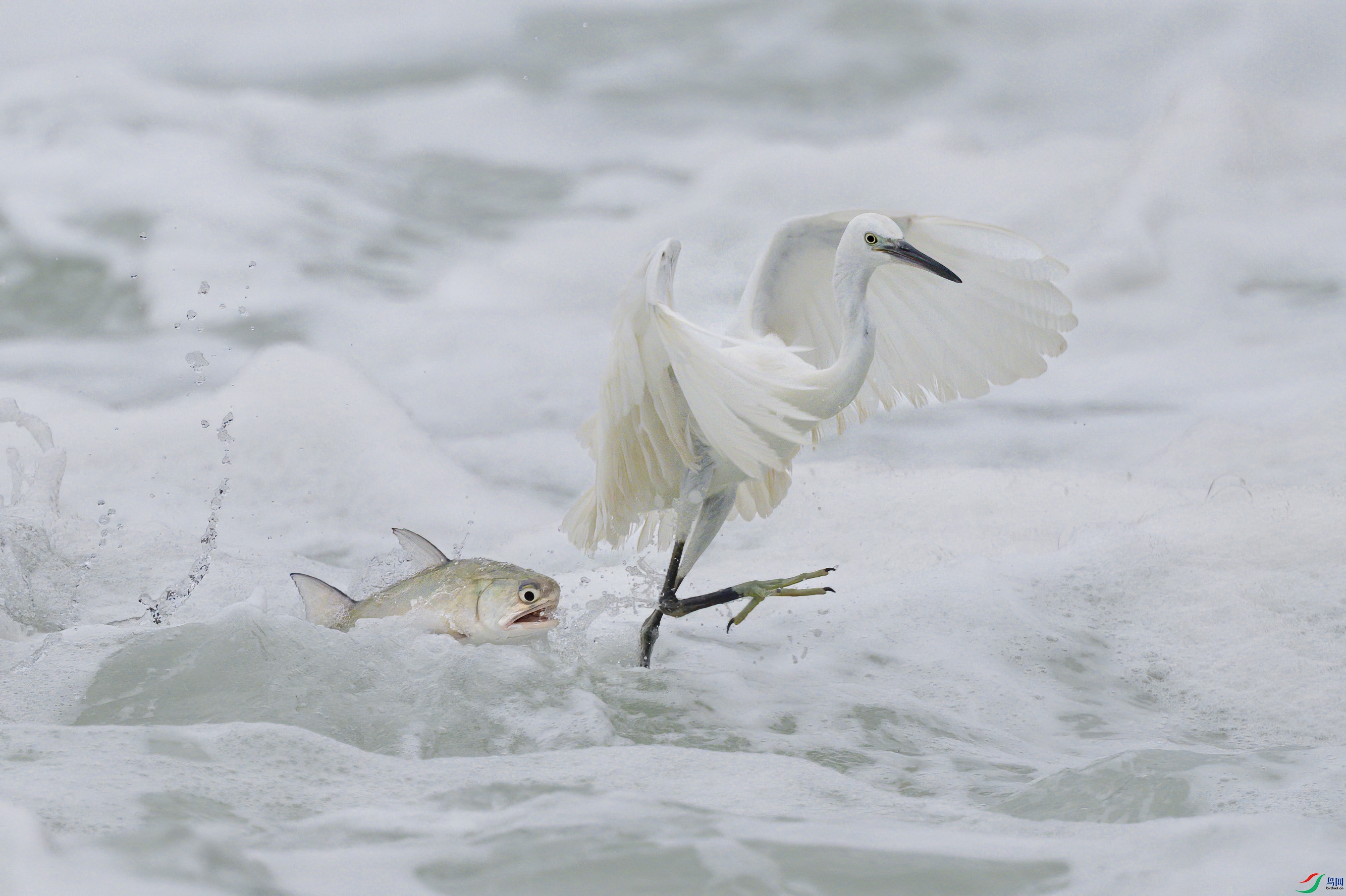 DSC_7750sen2024-8-11-140-�༭.jpg