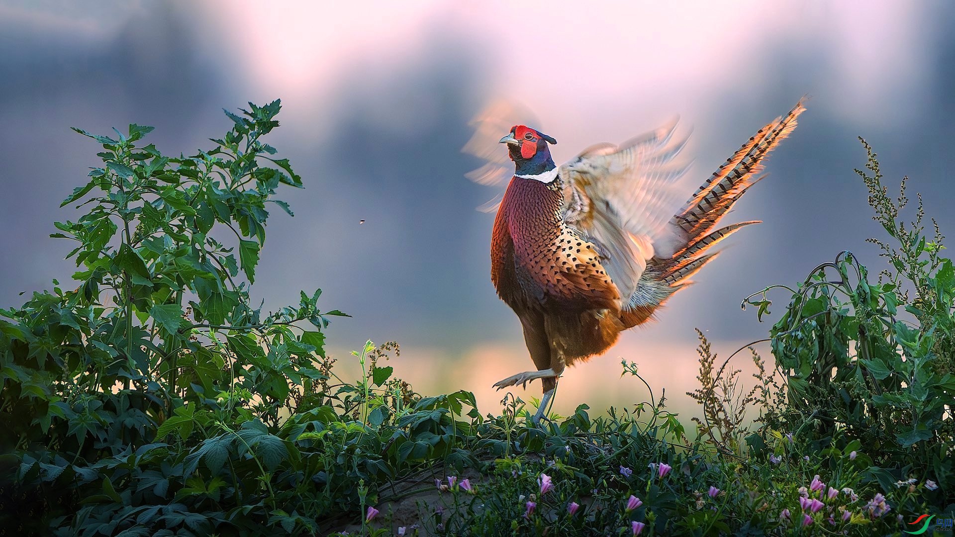 1_DSC1356-����ǿ-NR ���� 2.jpg222.jpeg