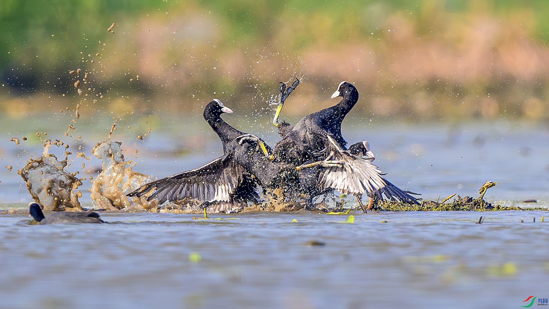 1_XXL6166-����ǿ-NR ���� 2.jpeg