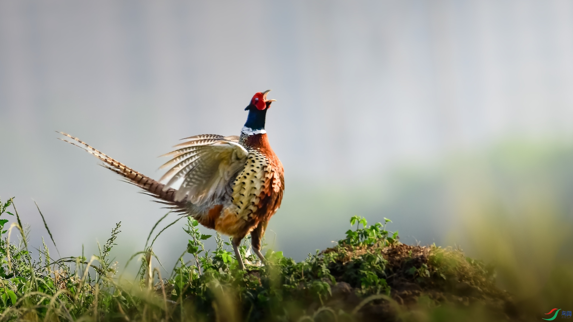 1_XXL7228 ����.jpeg