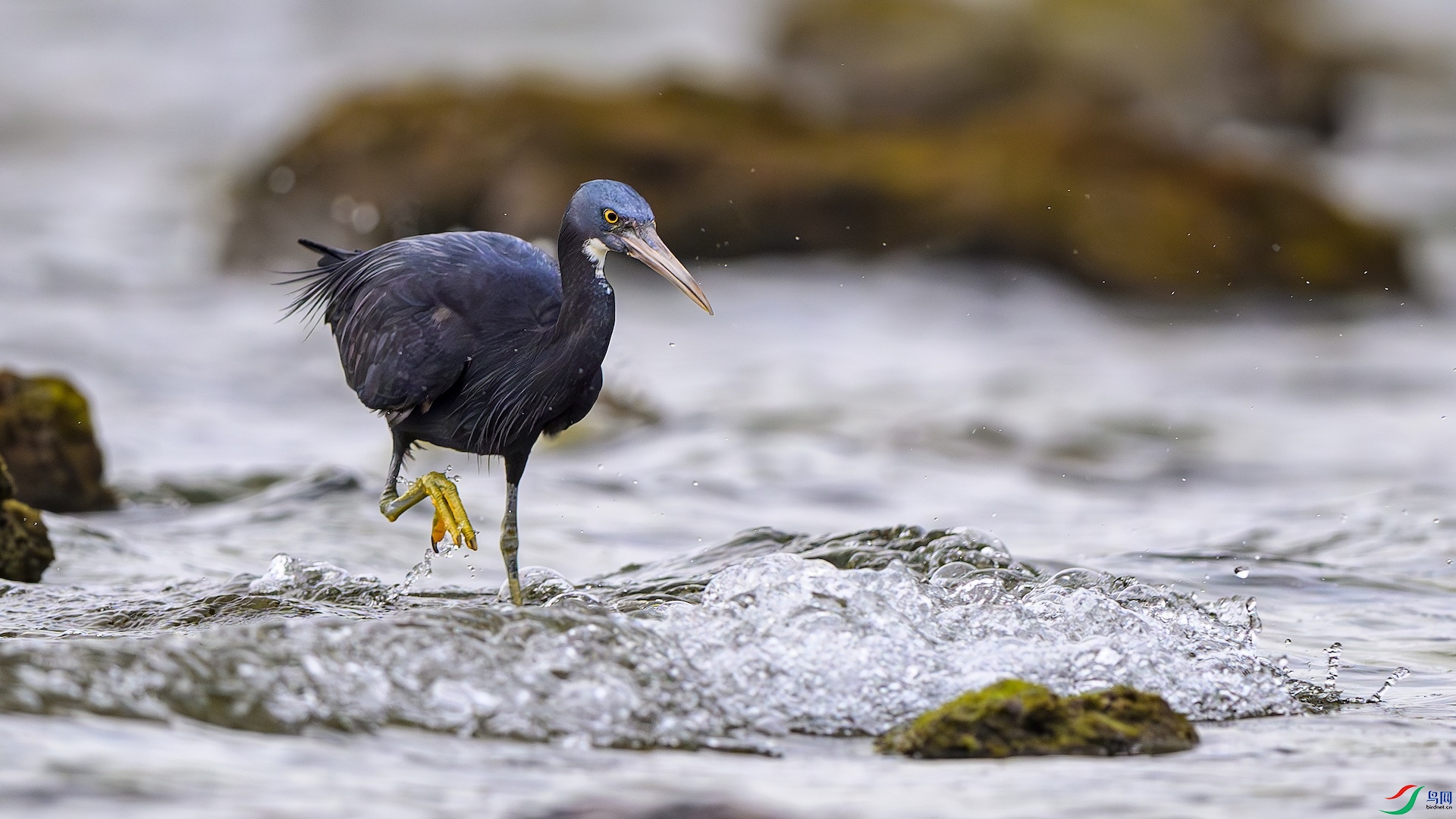 1_XXL9116-����ǿ-NR ����.jpeg