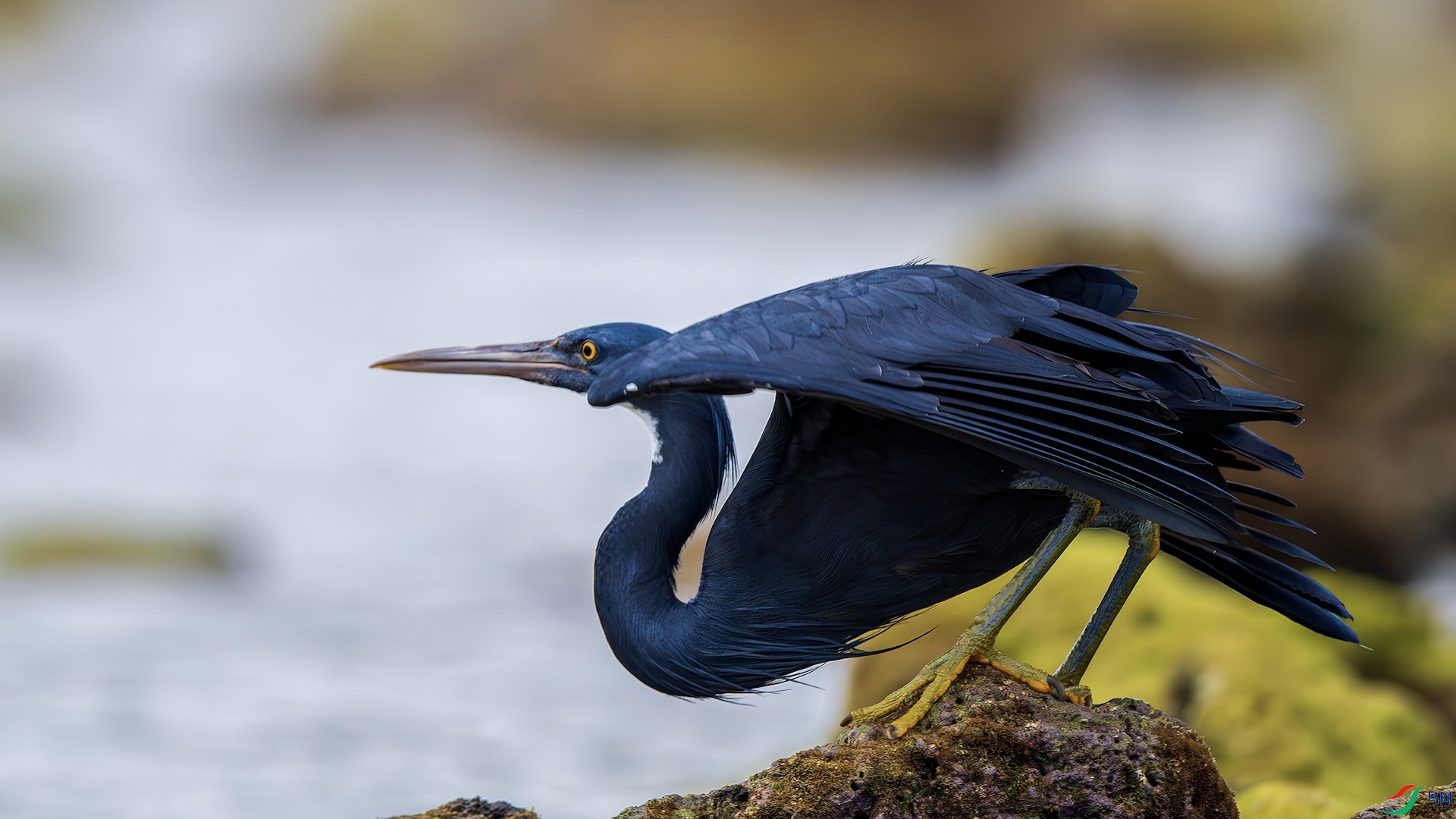 1_XXL9250-����ǿ-NR ����.jpeg