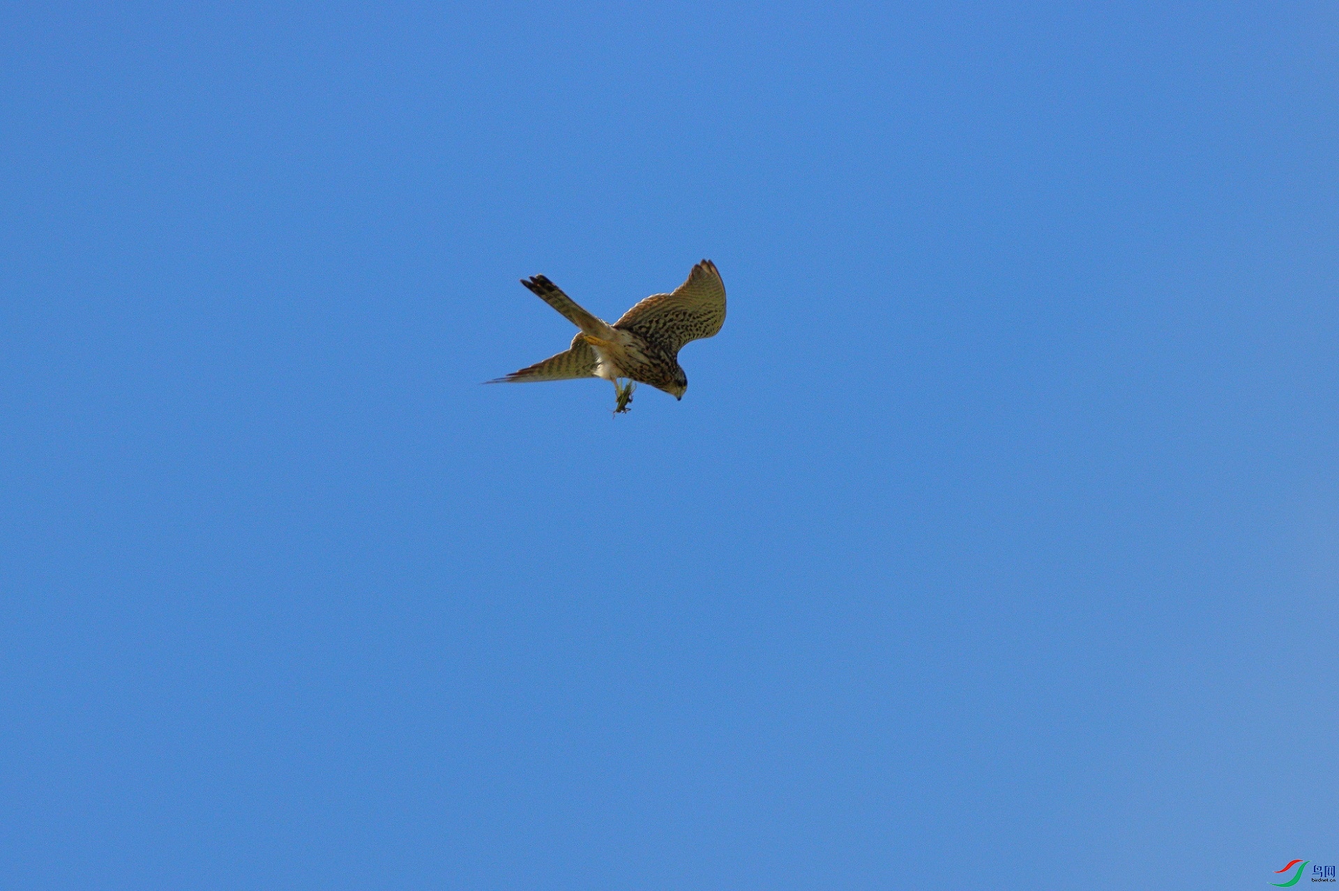 IMG_4026c1.jpg
