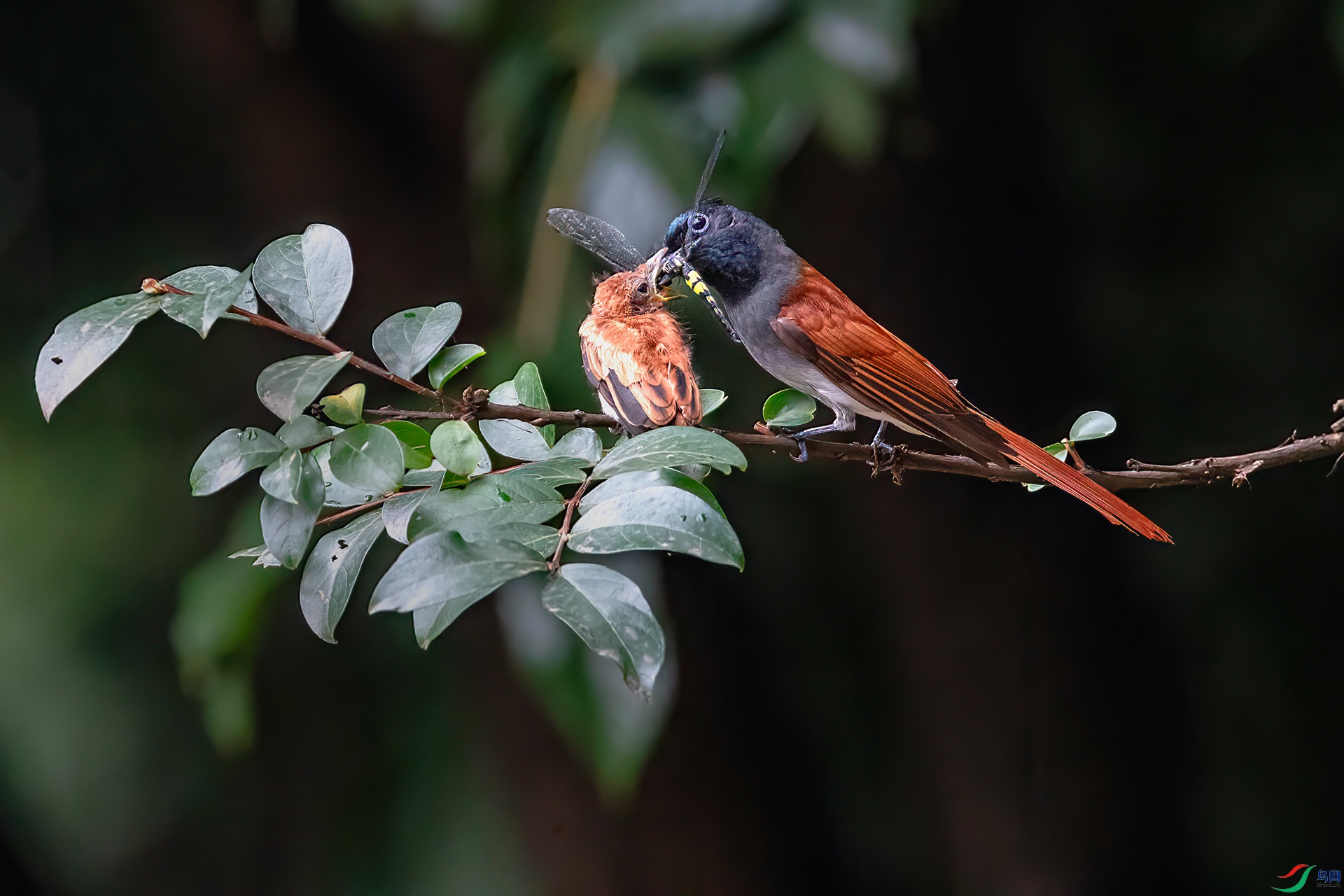 AS7I0272 ����-Sh----1 .jpg