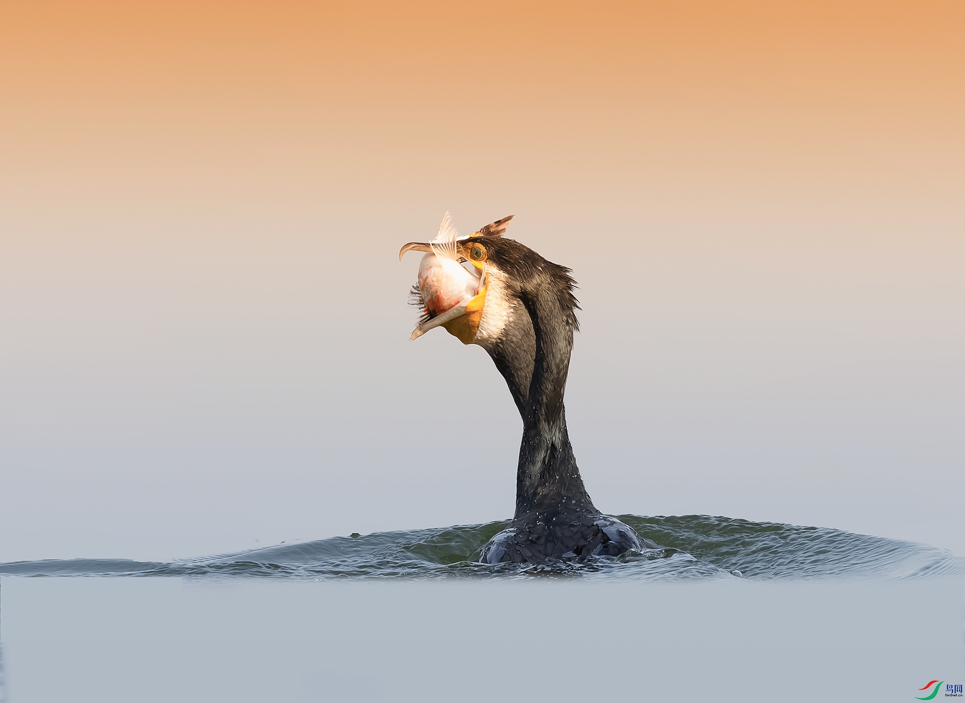 019A2702 ����.jpg