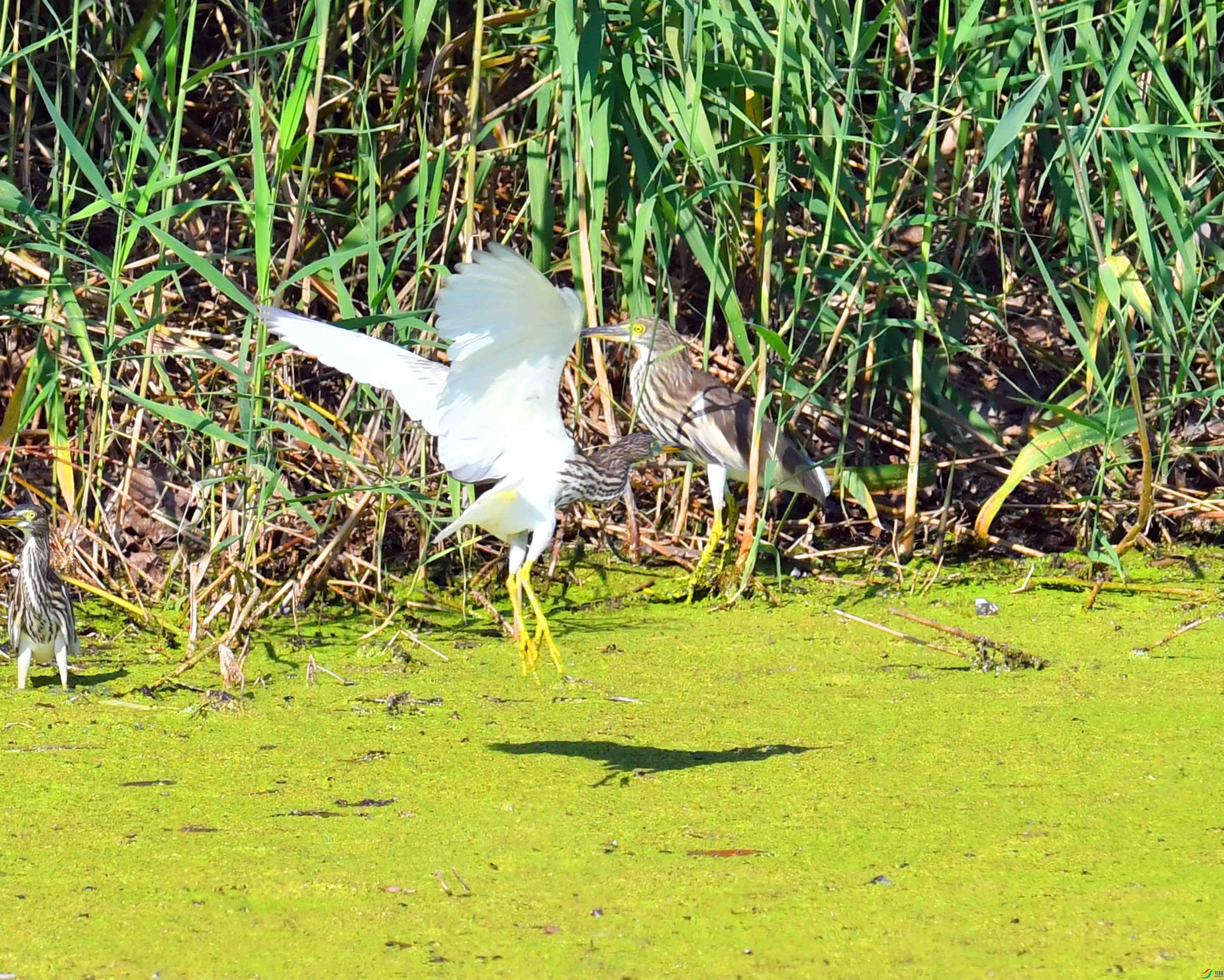DSC_4436.JPG
