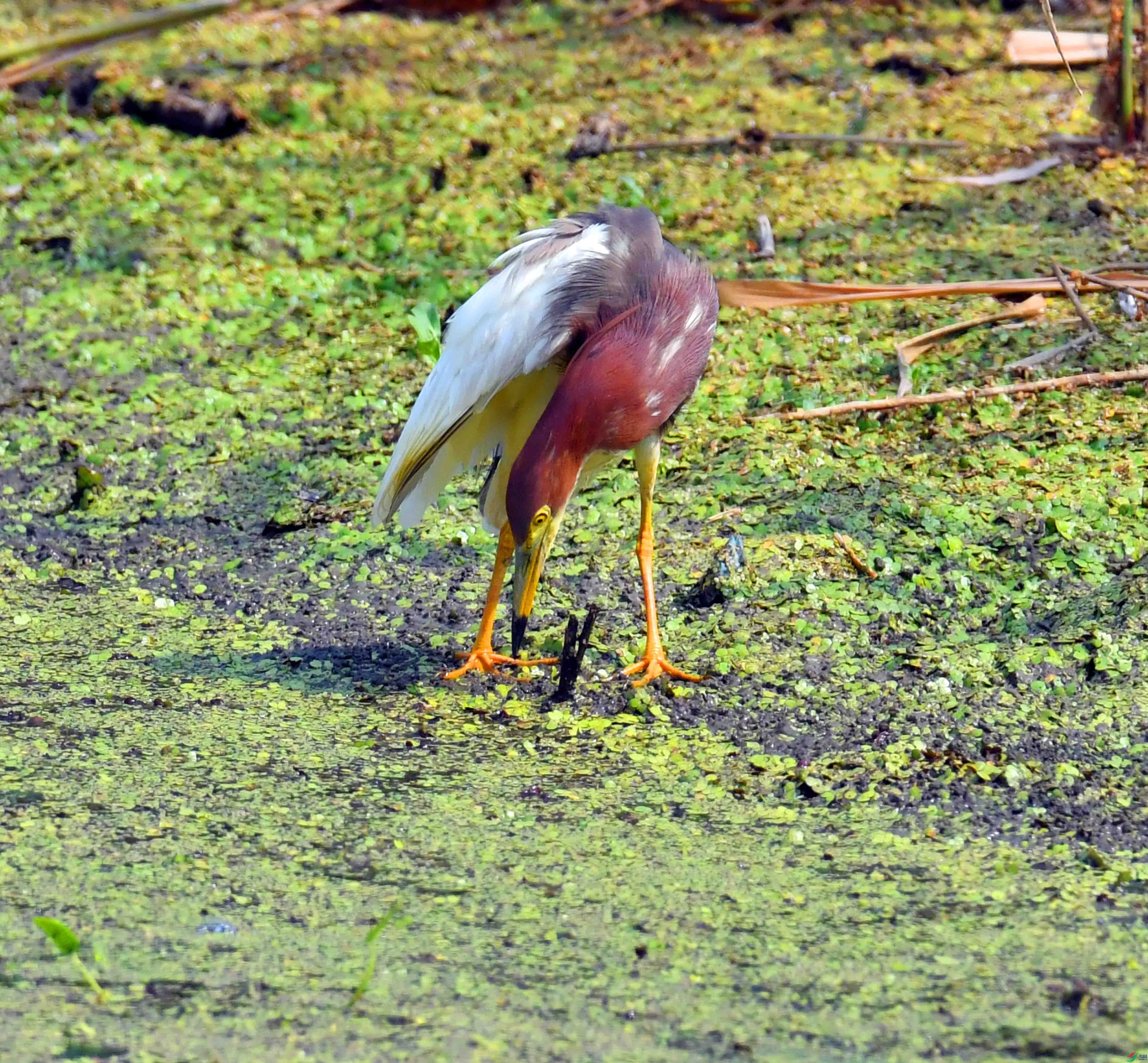 DSC_5236.JPG