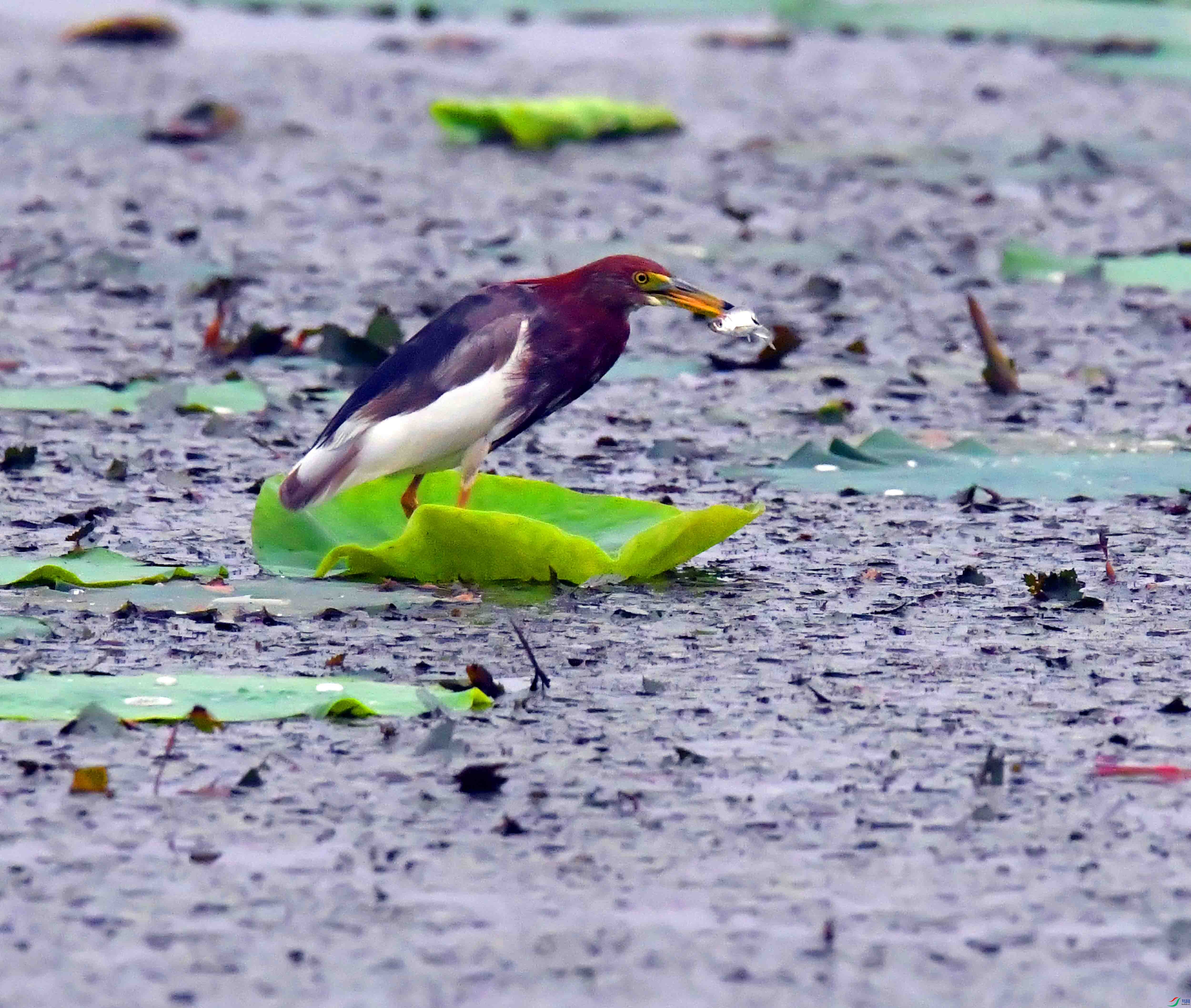 DSC_5305.JPG