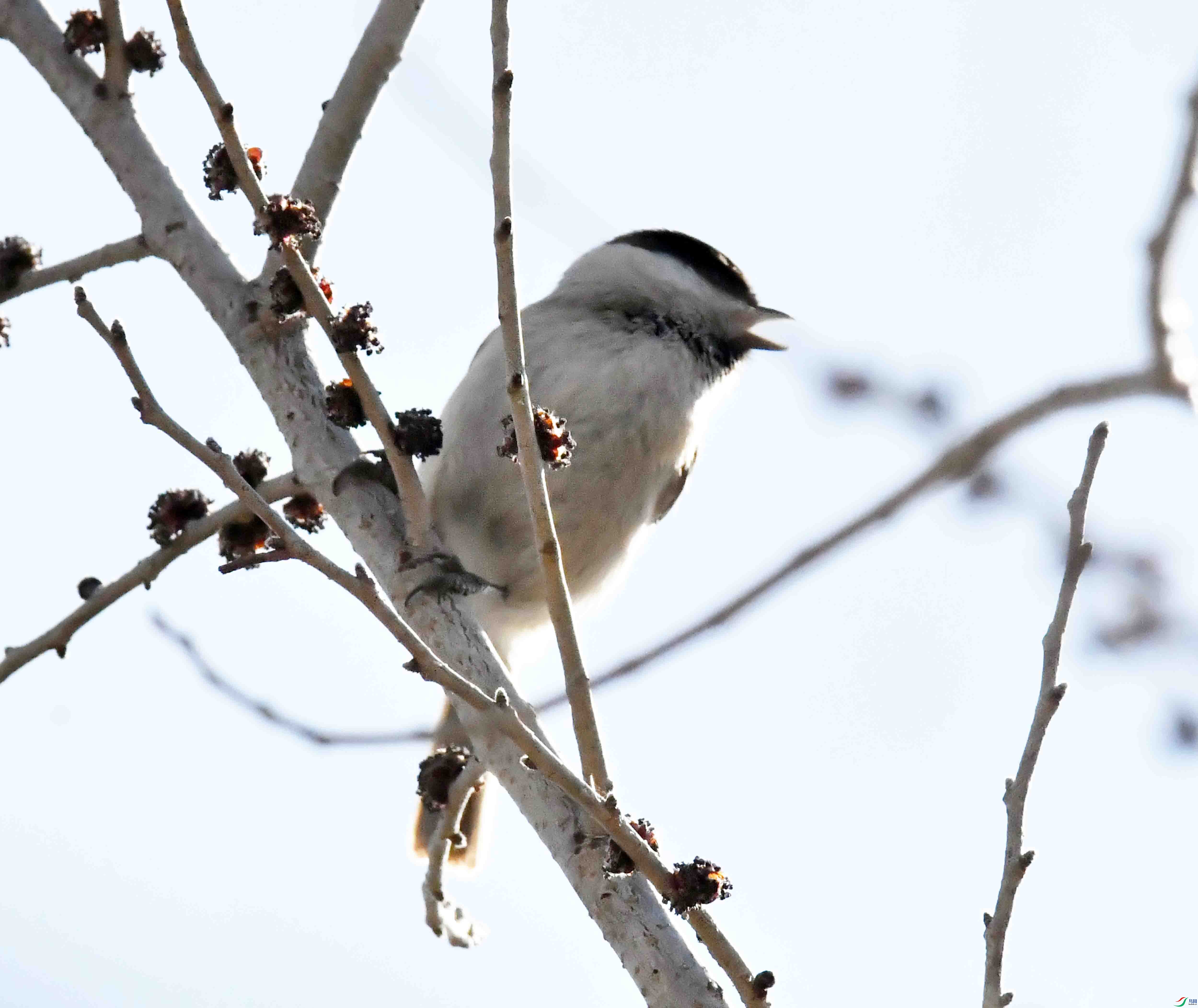 DSC_2174.JPG
