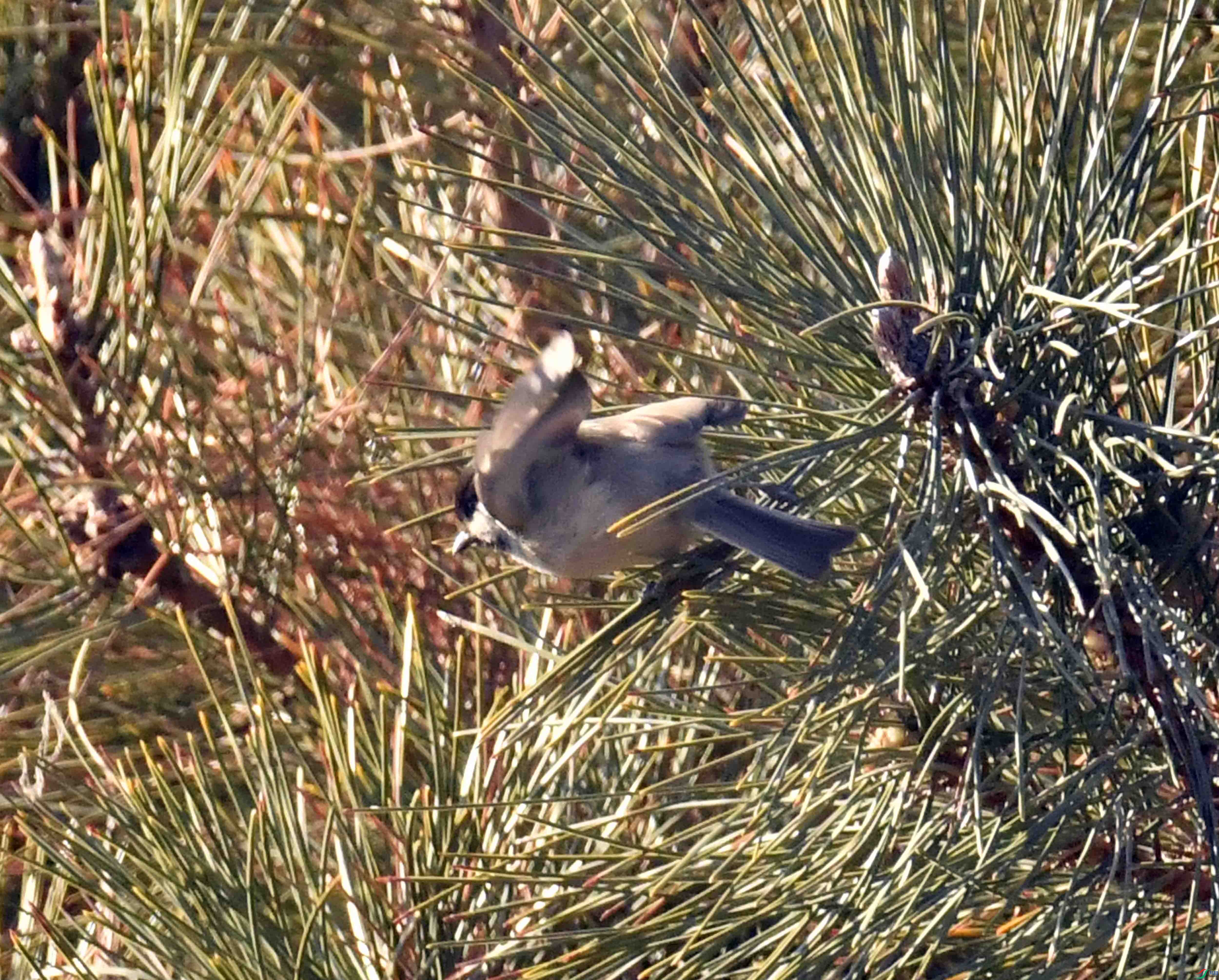 DSC_4080.JPG