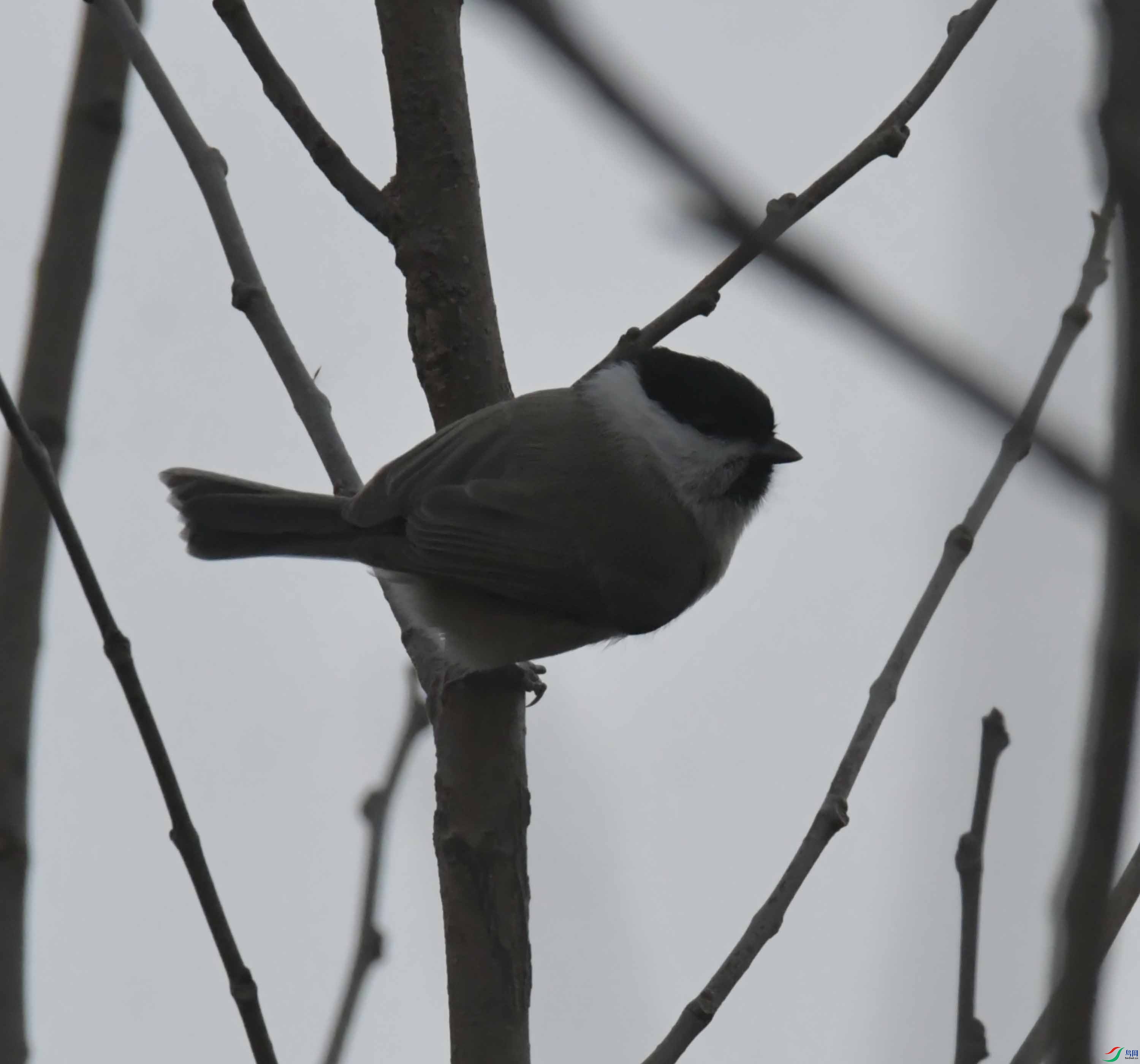DSC_4468.JPG