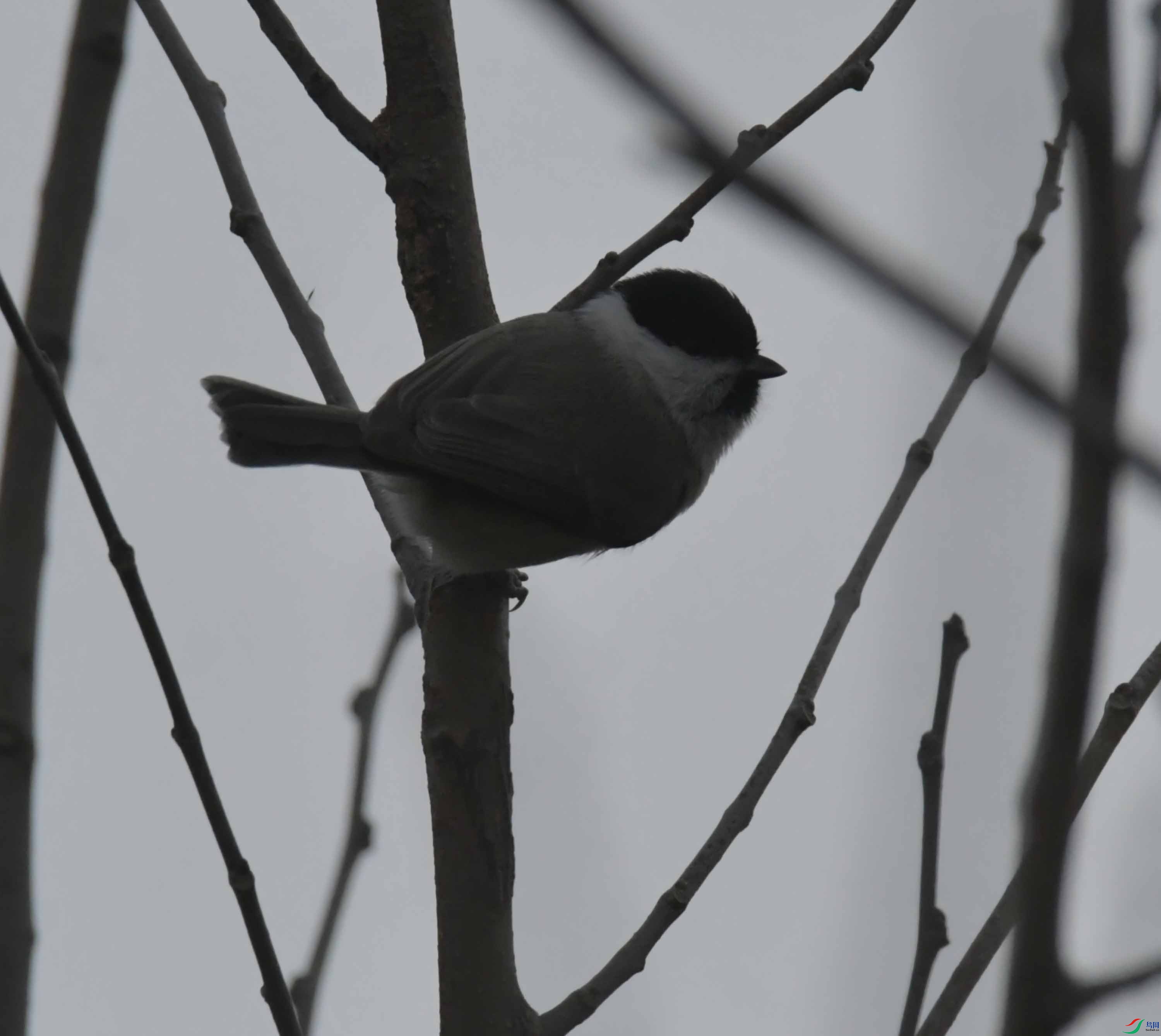DSC_4467.JPG