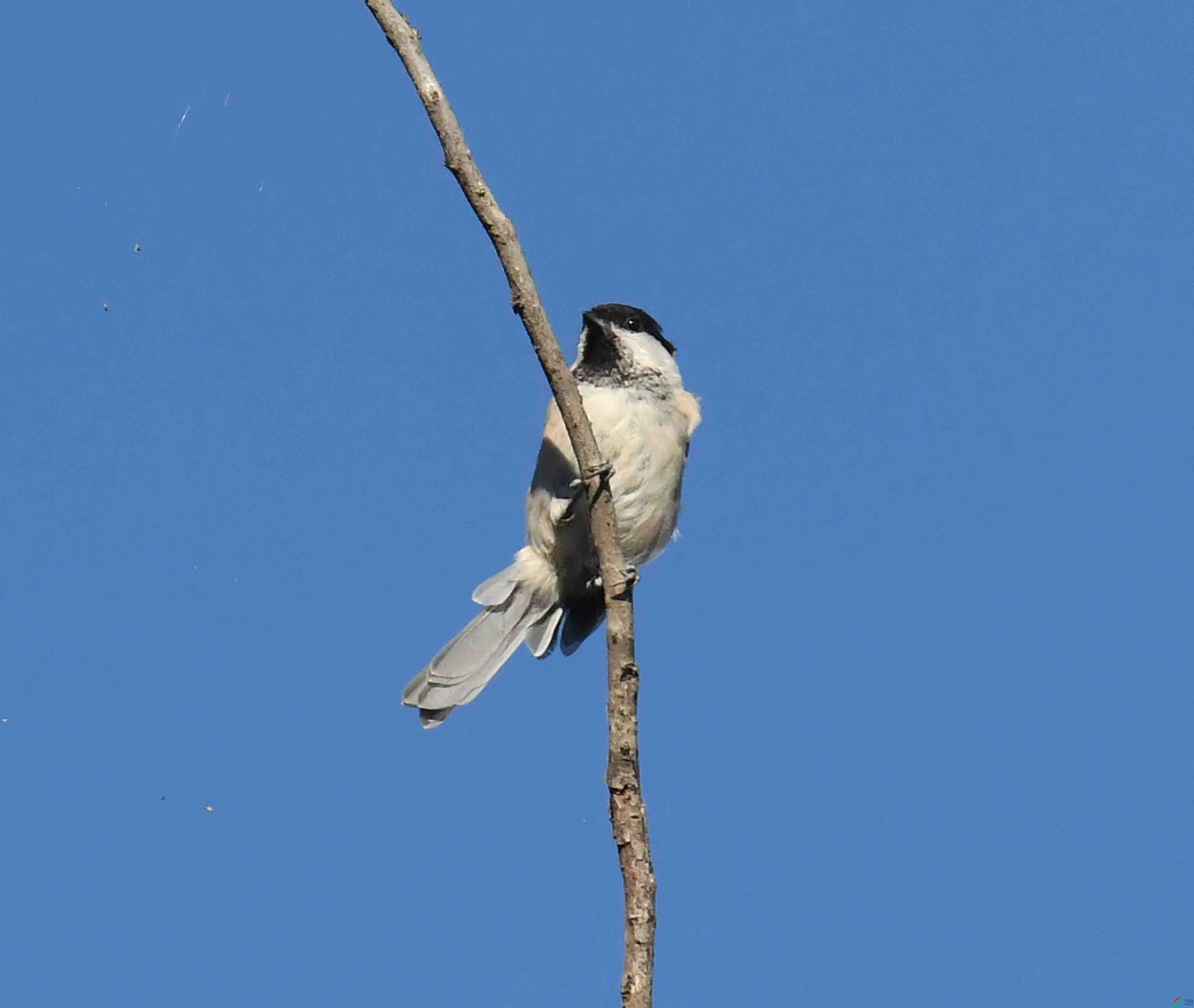 DSC_7370.JPG