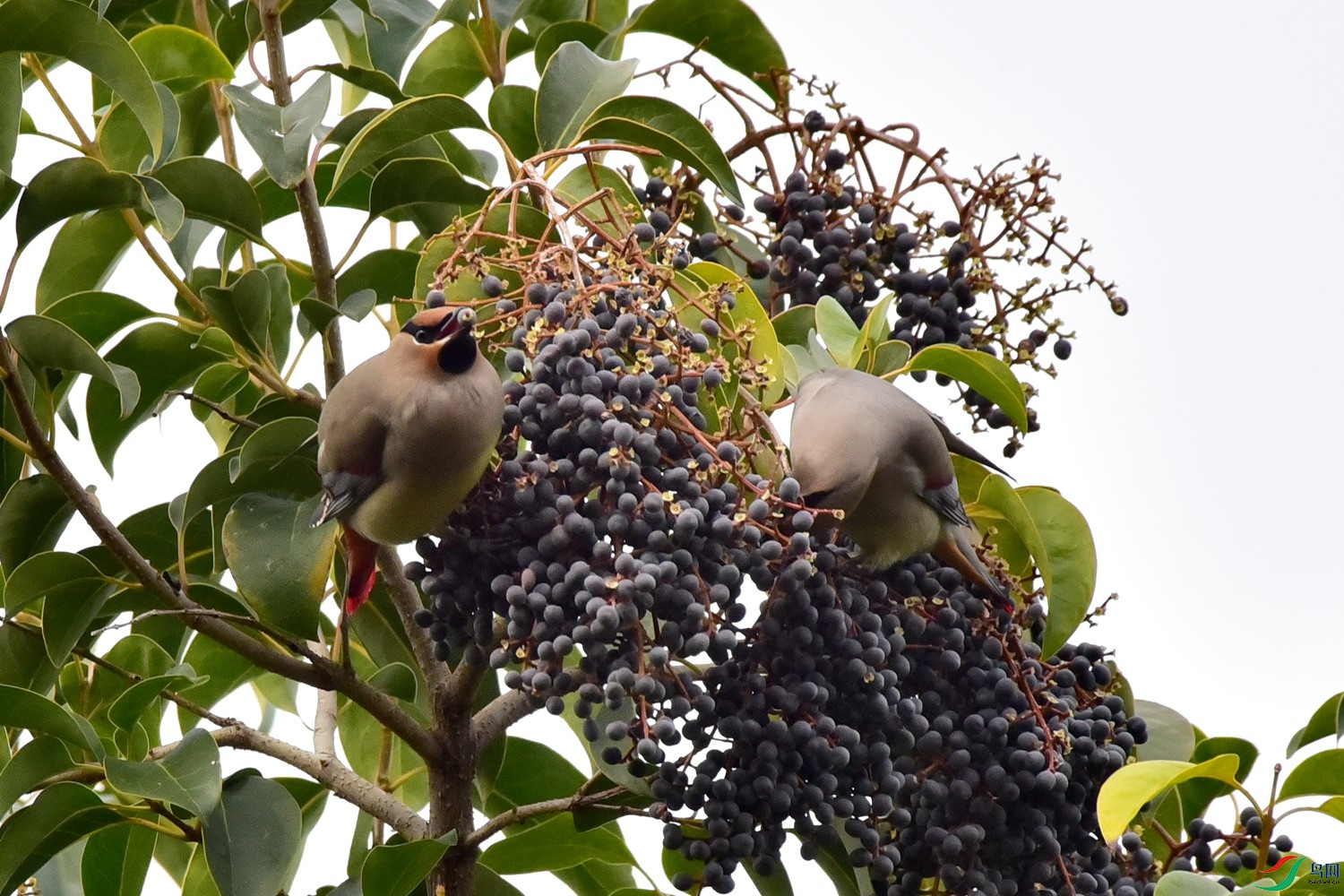 DSC_4852.JPG