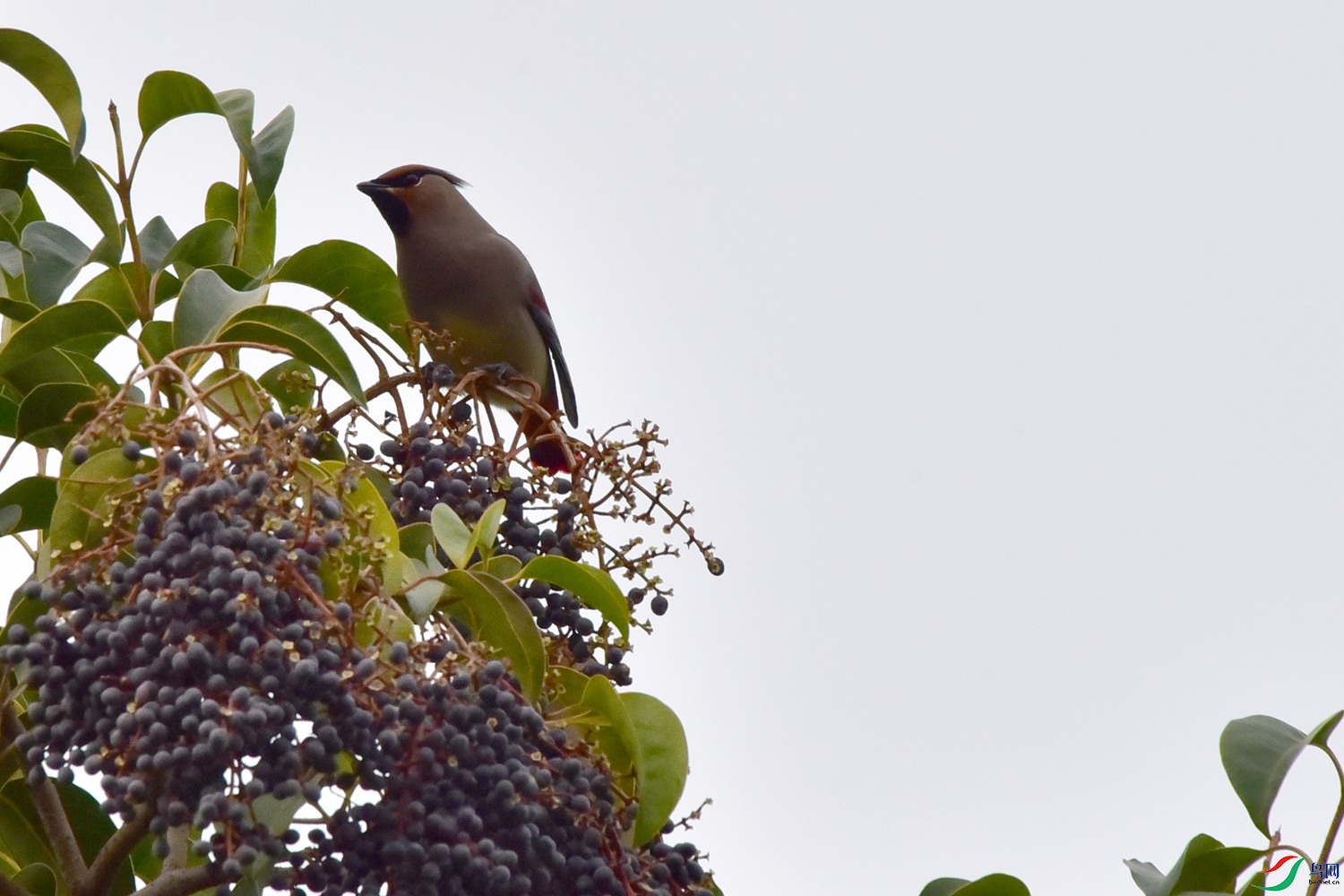 DSC_4862.JPG