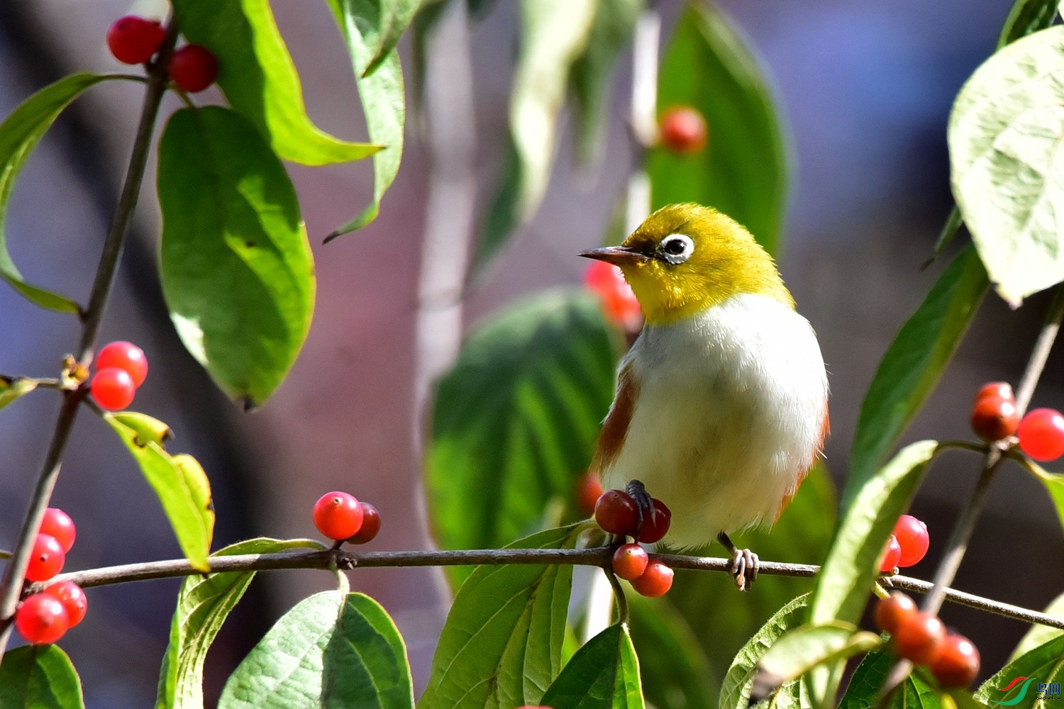 DSC_1075.JPG