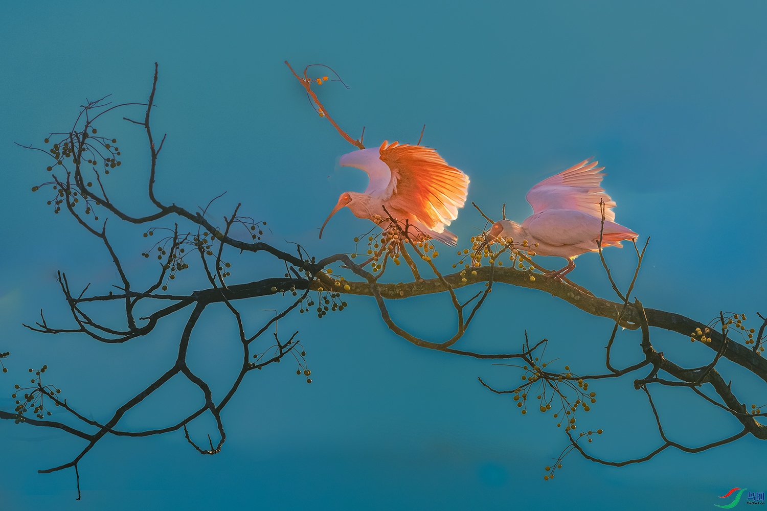 ���q----������ϱ�����