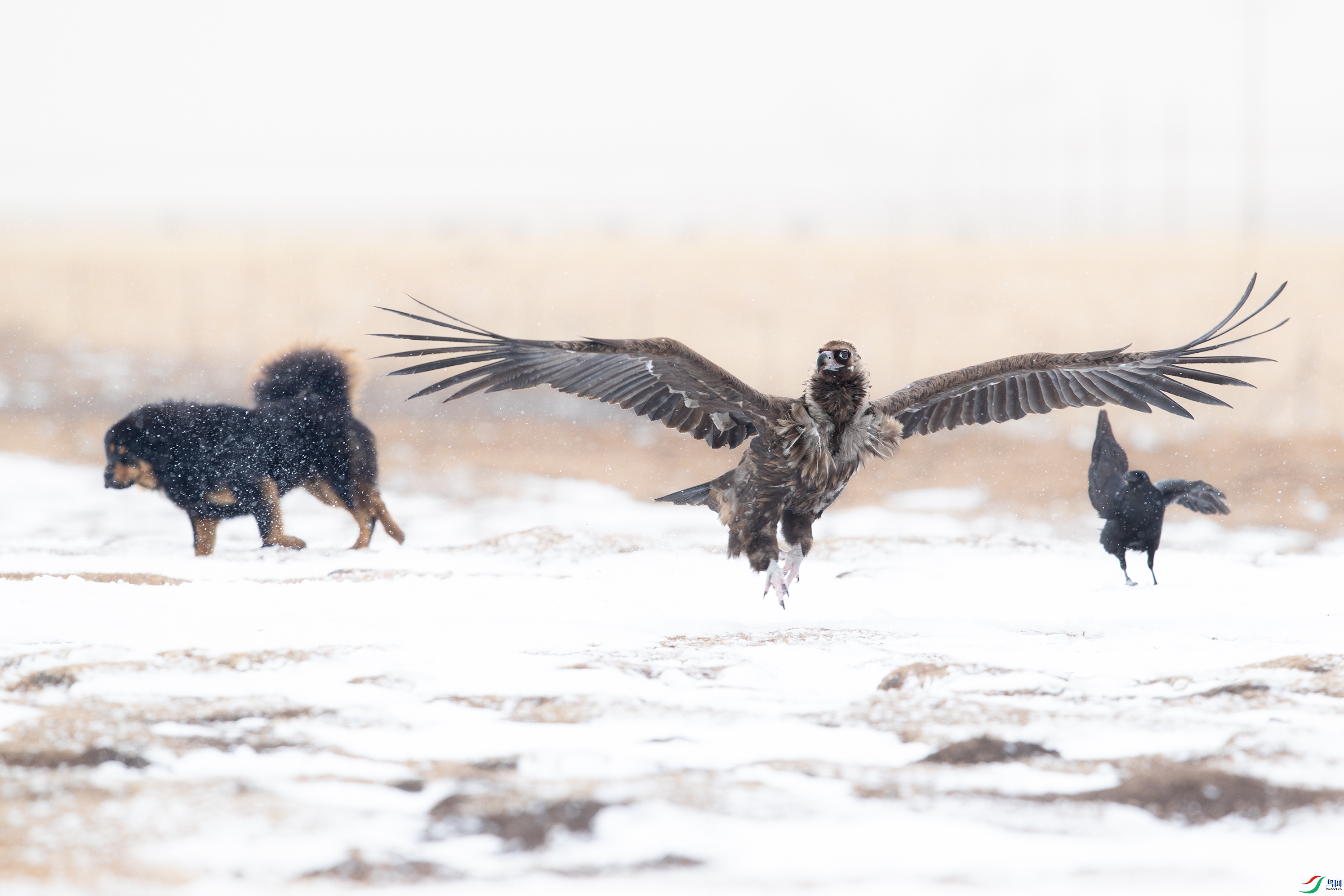 _Y8I6391 ����.jpg