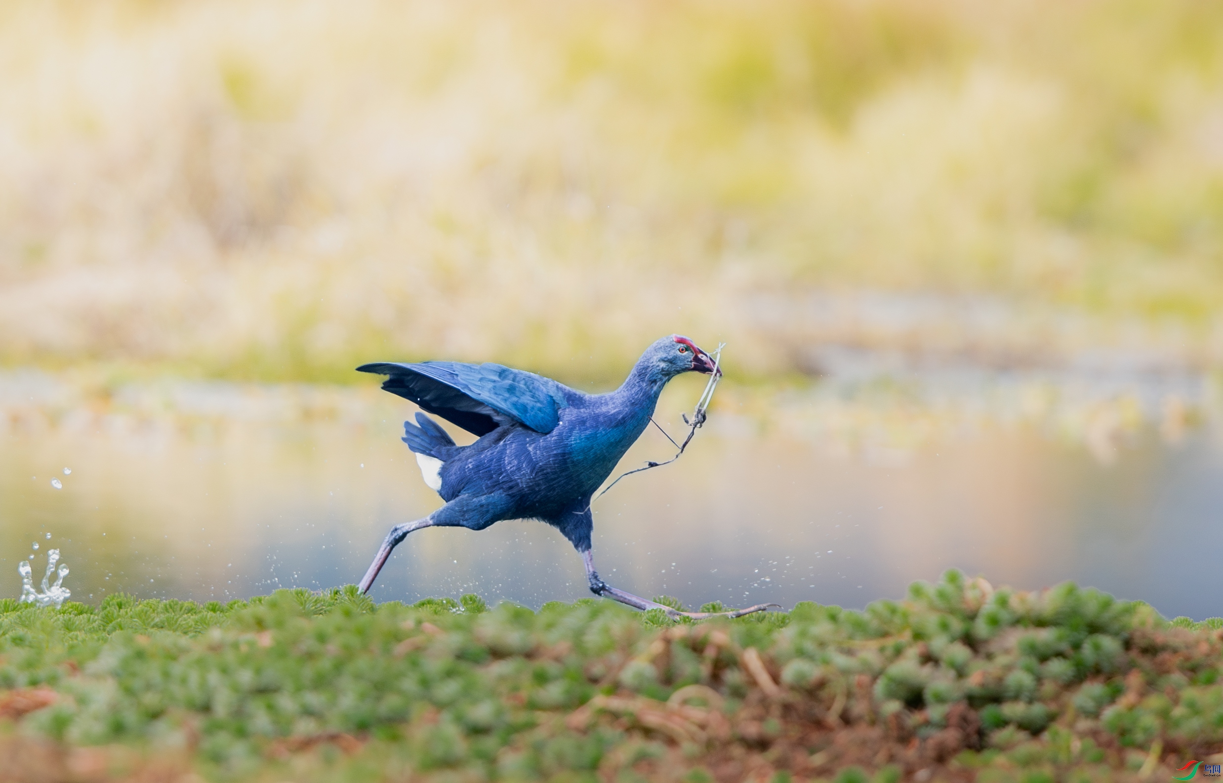 AY8I0342-����ǿ-NR ����.jpg