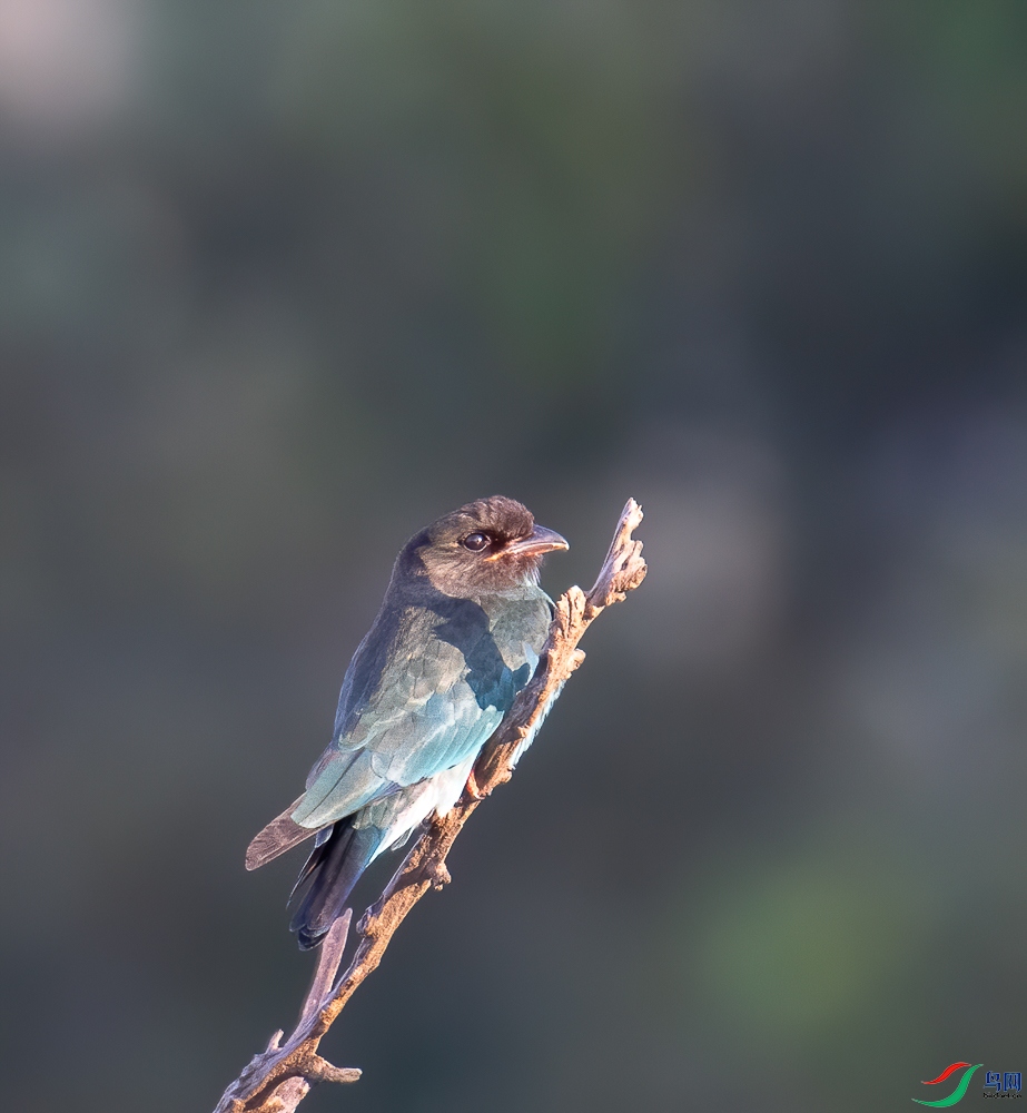 DSC_8037-�༭.jpg