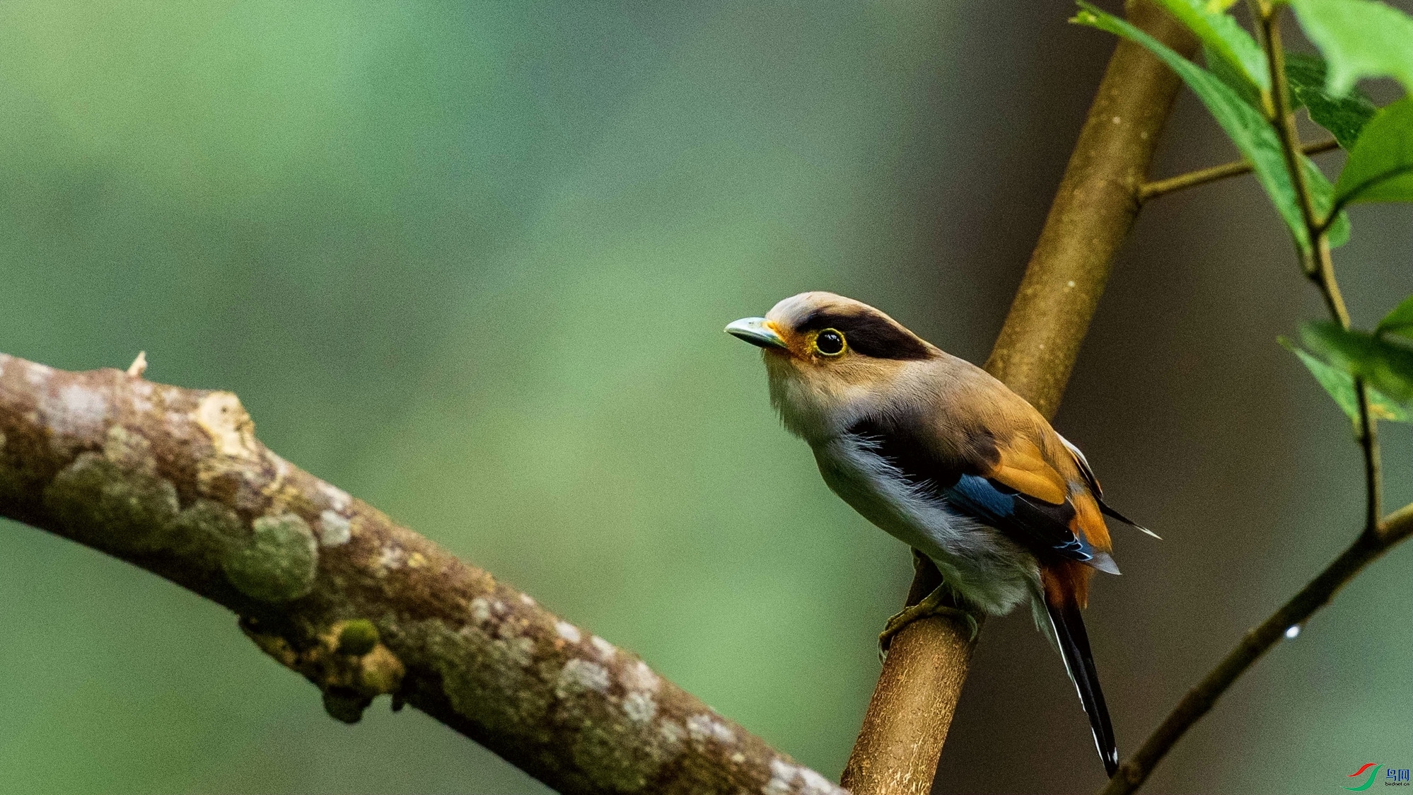 ����˿����