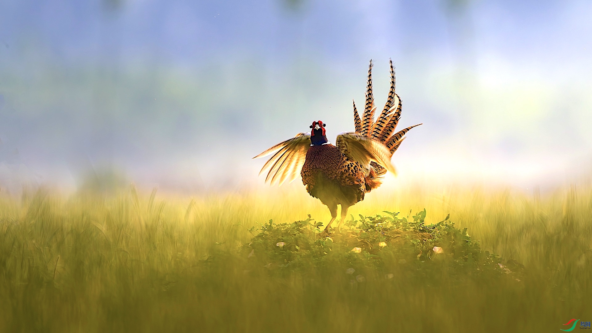 1_XXL3594-����ǿ-NR ����.jpeg