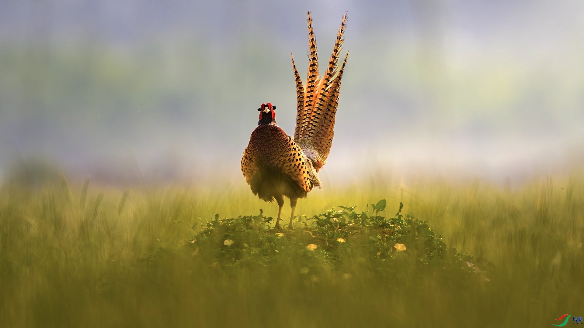 1_XXL3600-����ǿ-NR ����.jpeg