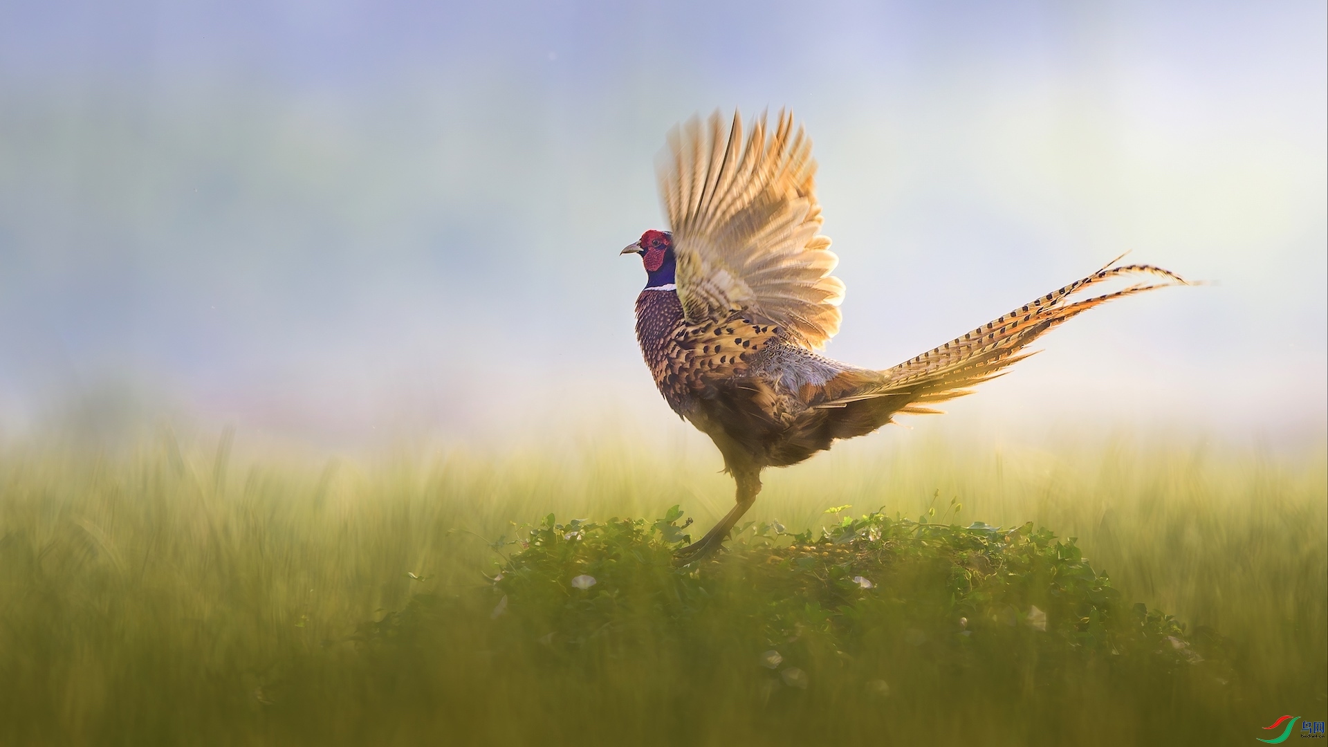 1_XXL3643-����ǿ-NR ����.jpeg