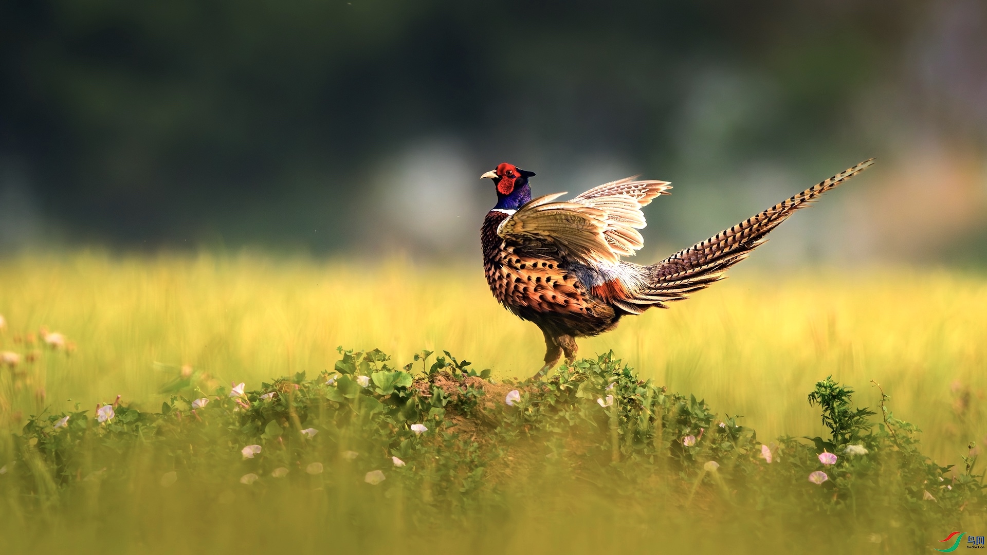 1_XXL5275-����ǿ-NR ����.jpeg