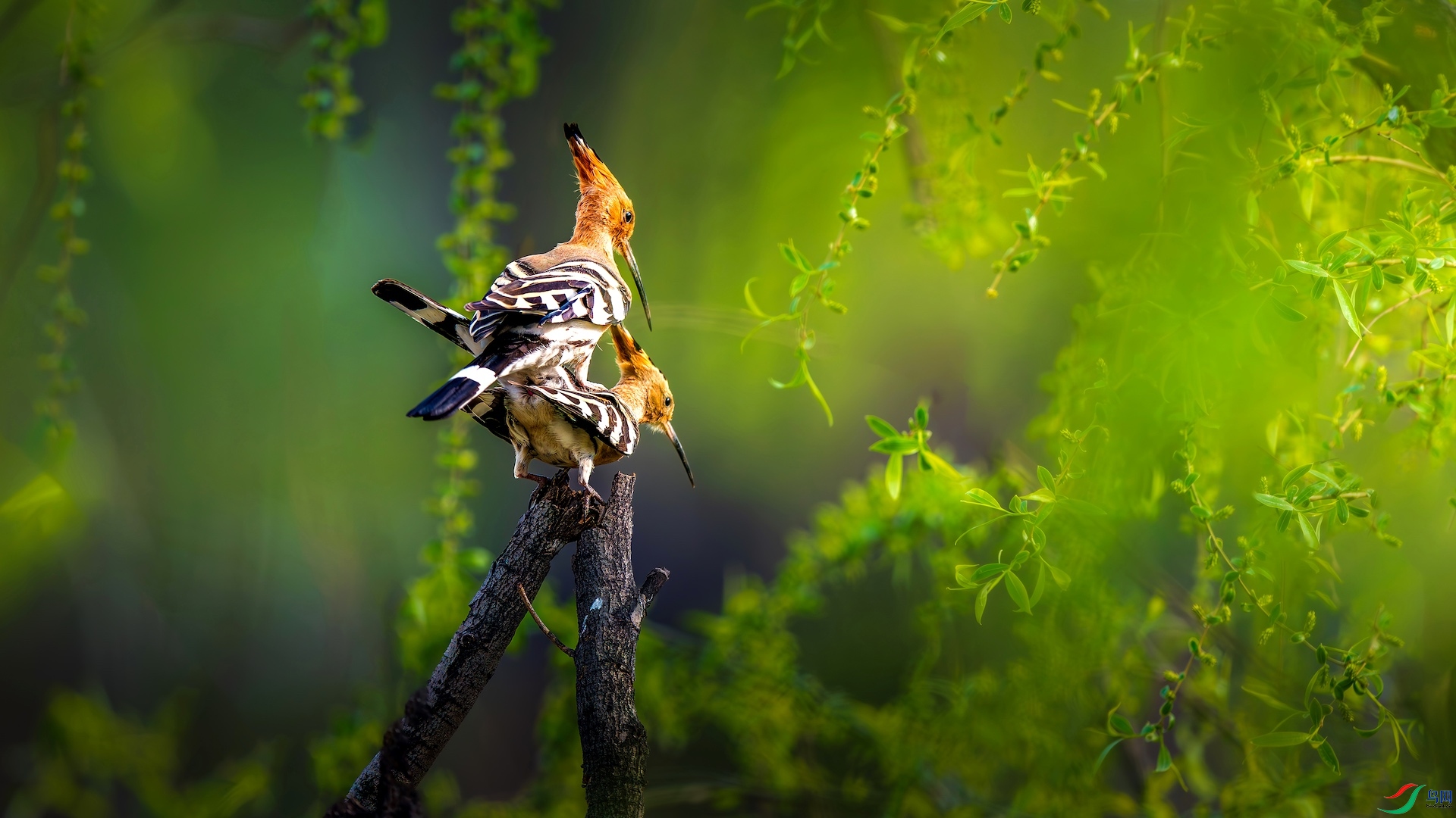 1XXL_5451-����ǿ-NR-1 2.jpeg