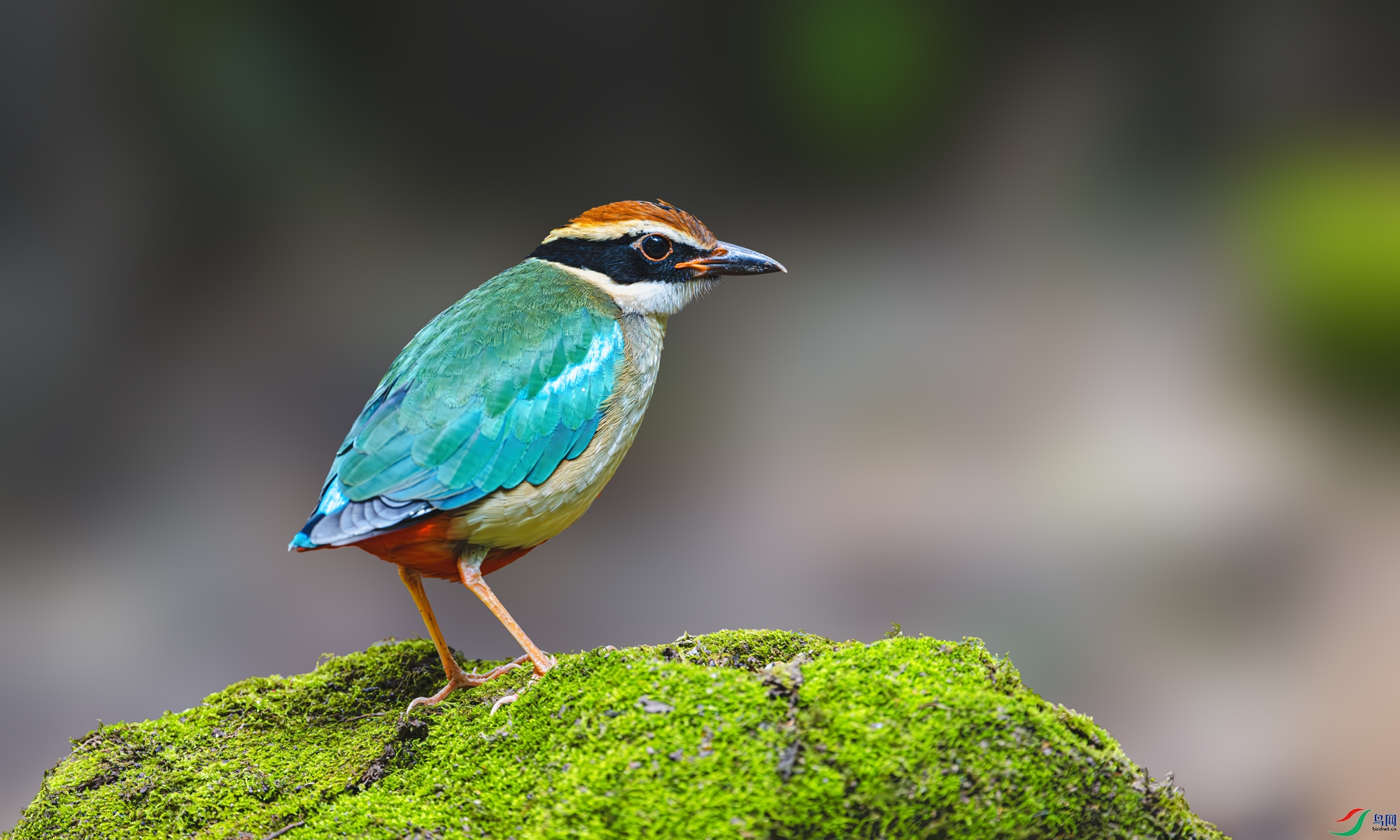 ˼�⡪��·�ںη�