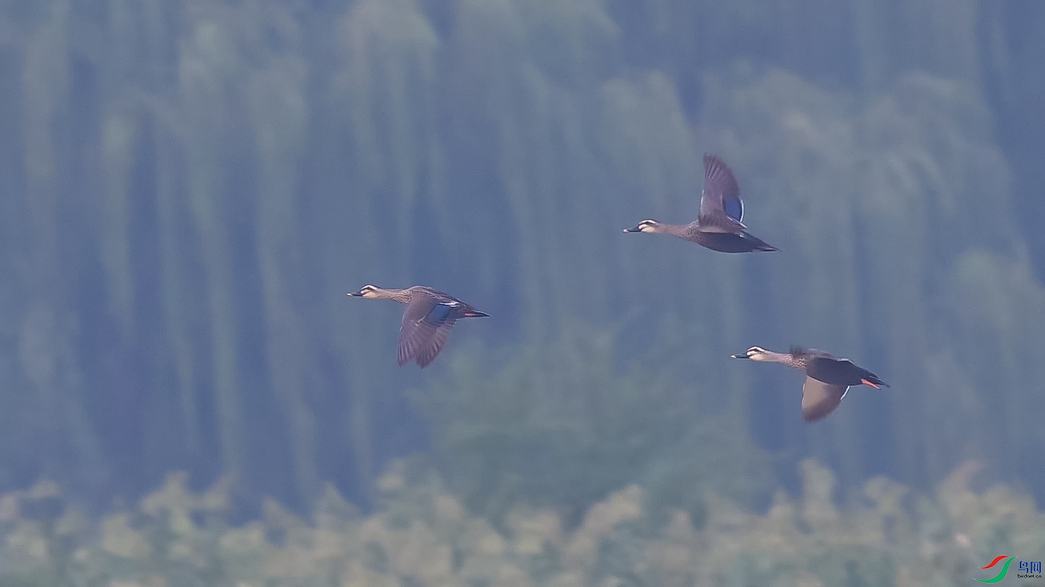 ����Ѽ3ֻ��1 ����.jpg