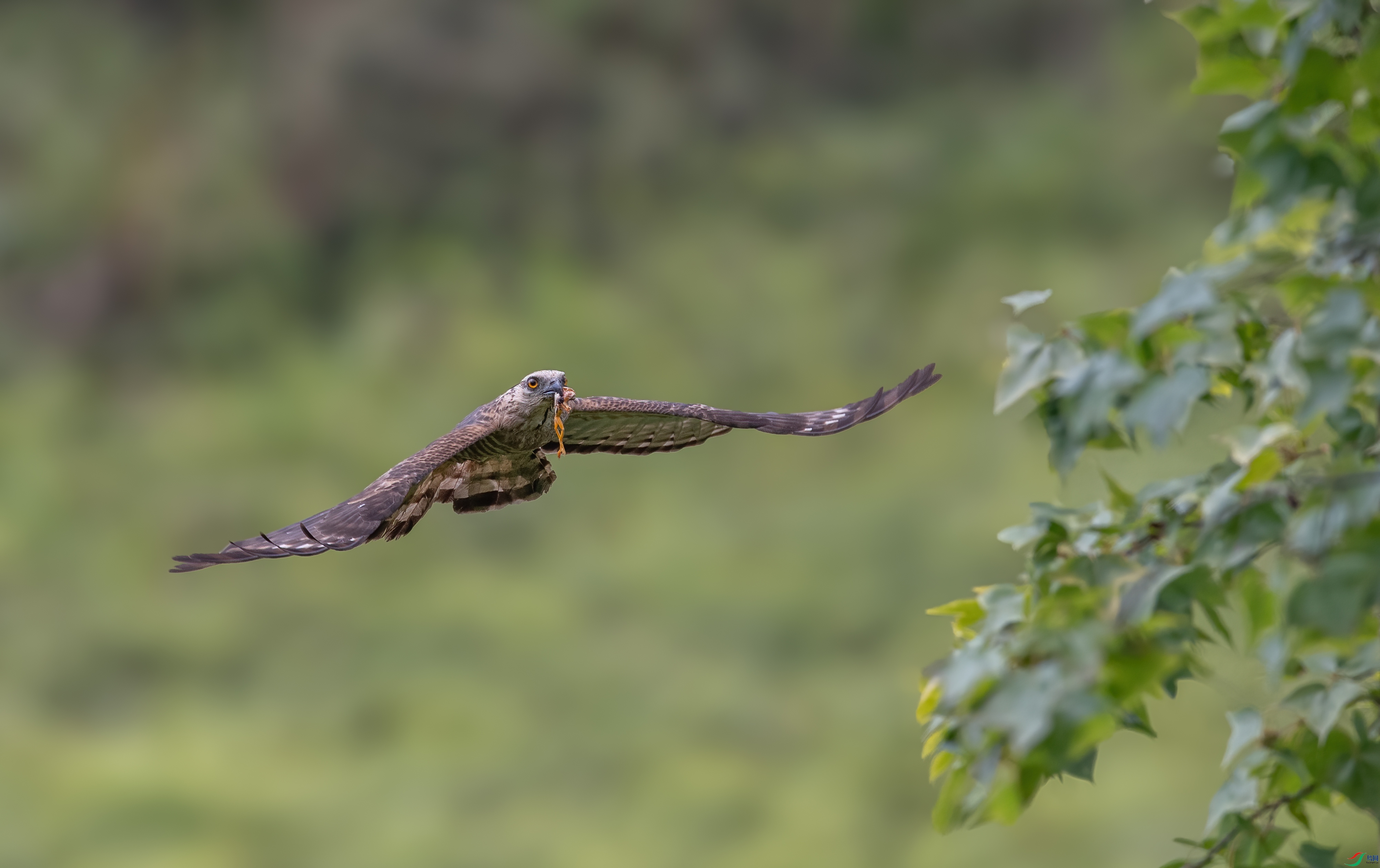 DSC_6631-1.jpg