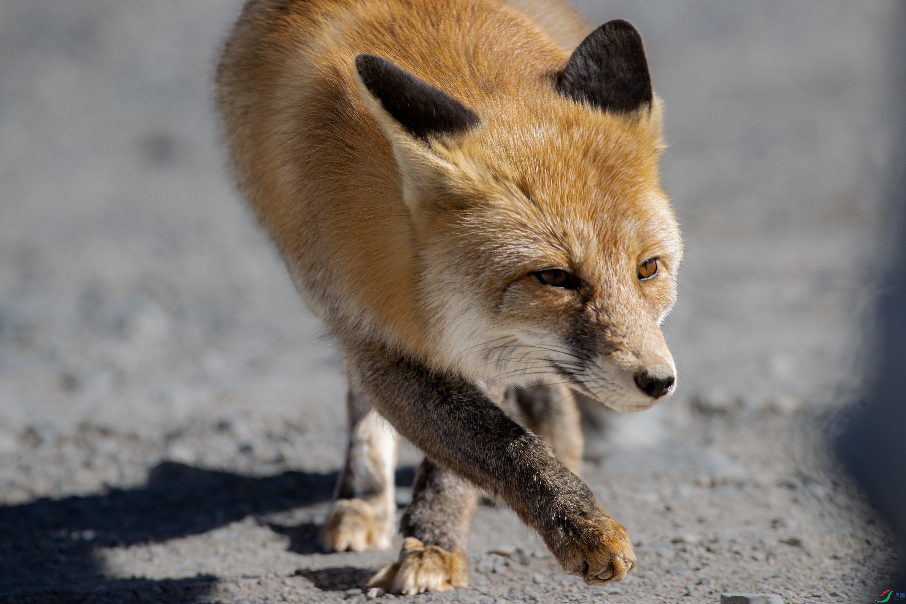 A15I1030-����ǿ-NR ����.jpg