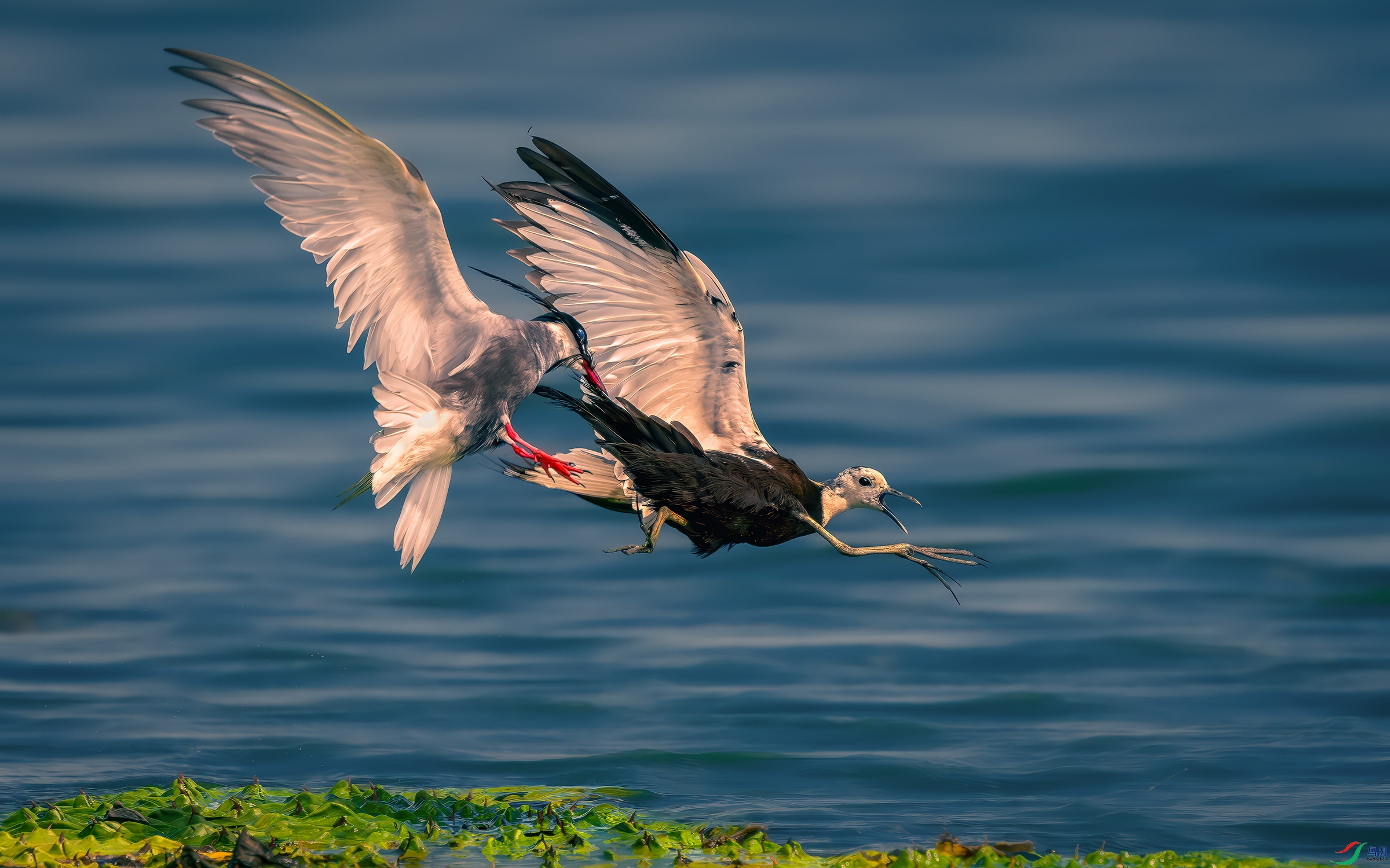 DSC_5018-����ǿ-NR ����.jpg