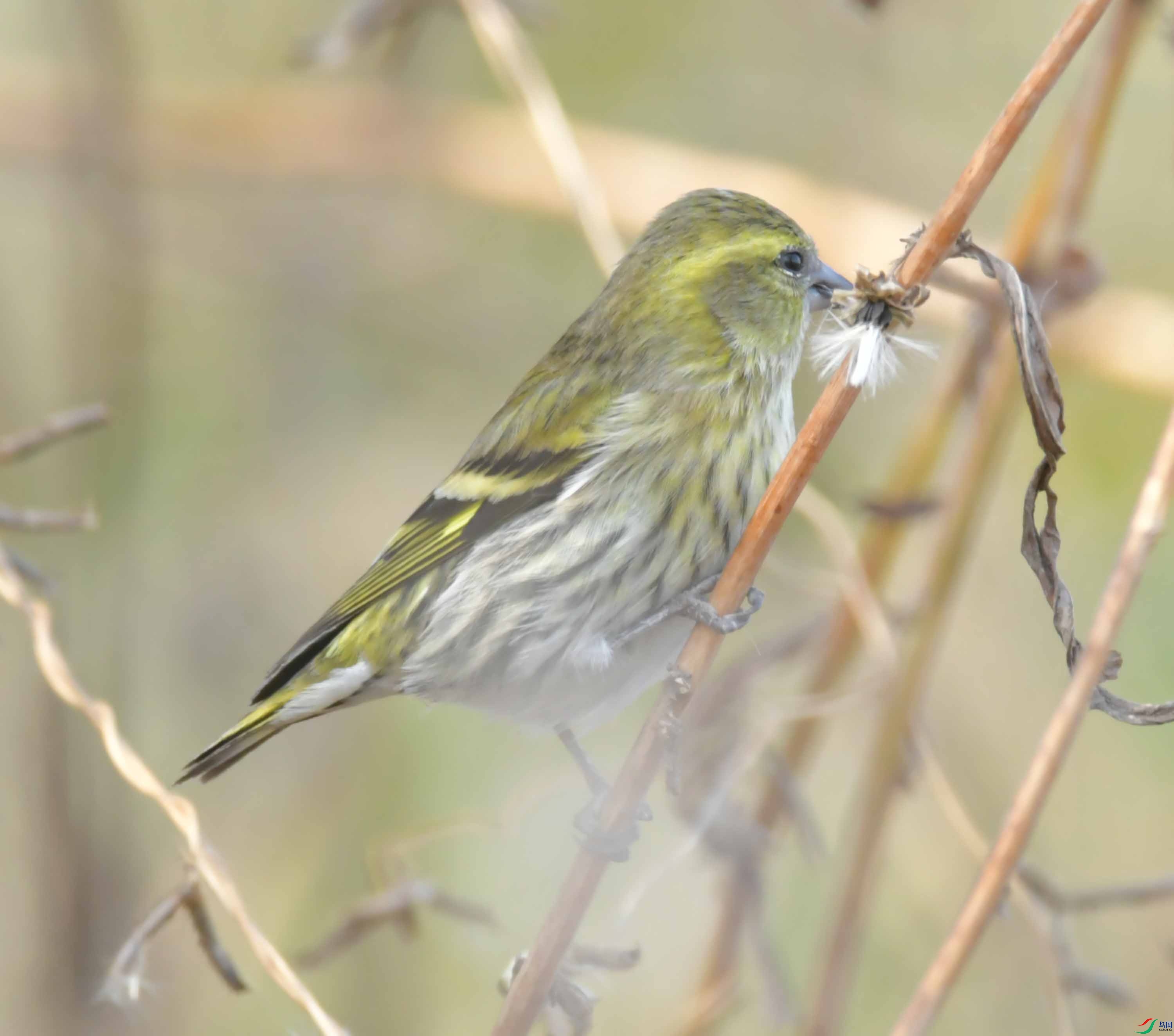 DSC_6435.JPG